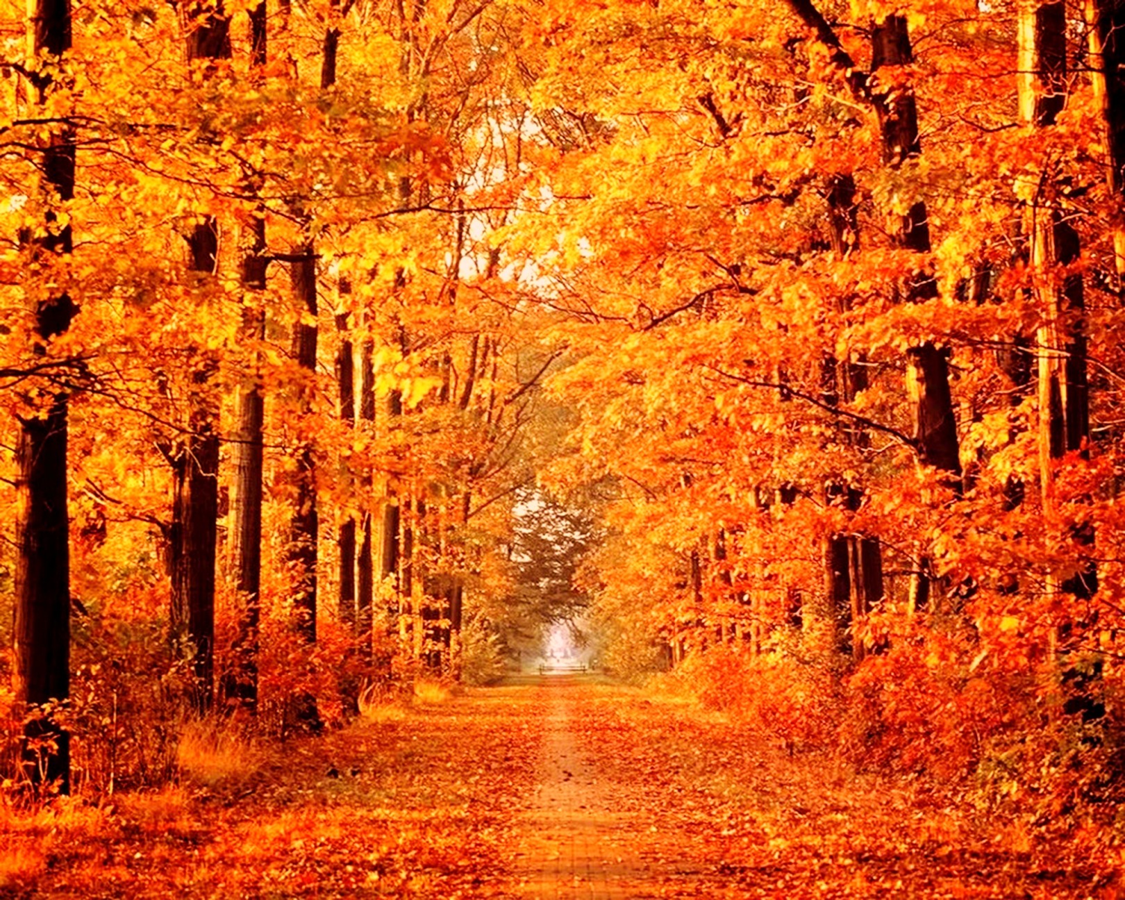 Forest: Autumn Scene Forest Path Tree Premade Wallpapers for HD 16:9 ...