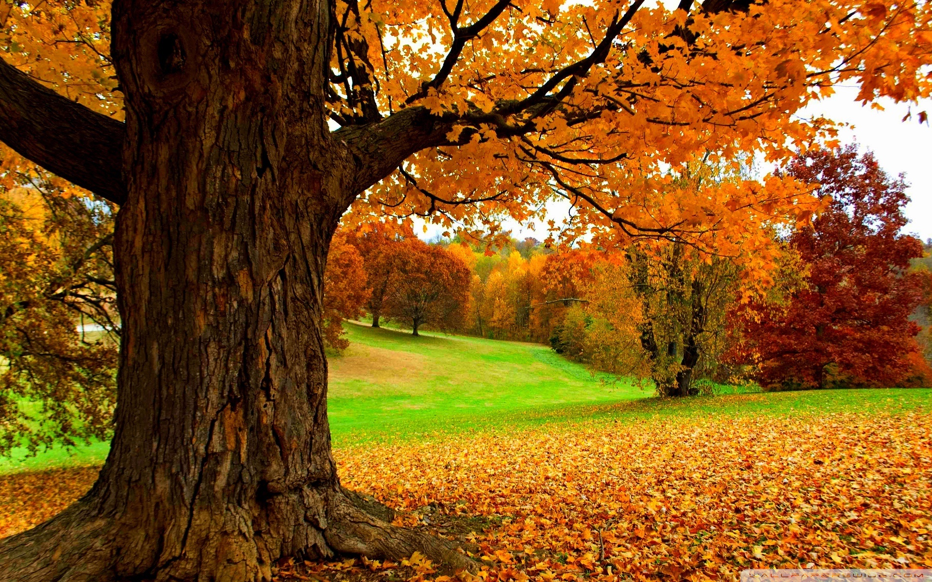 Spectacular autumn scene - HD wallpaper download. Wallpapers ...