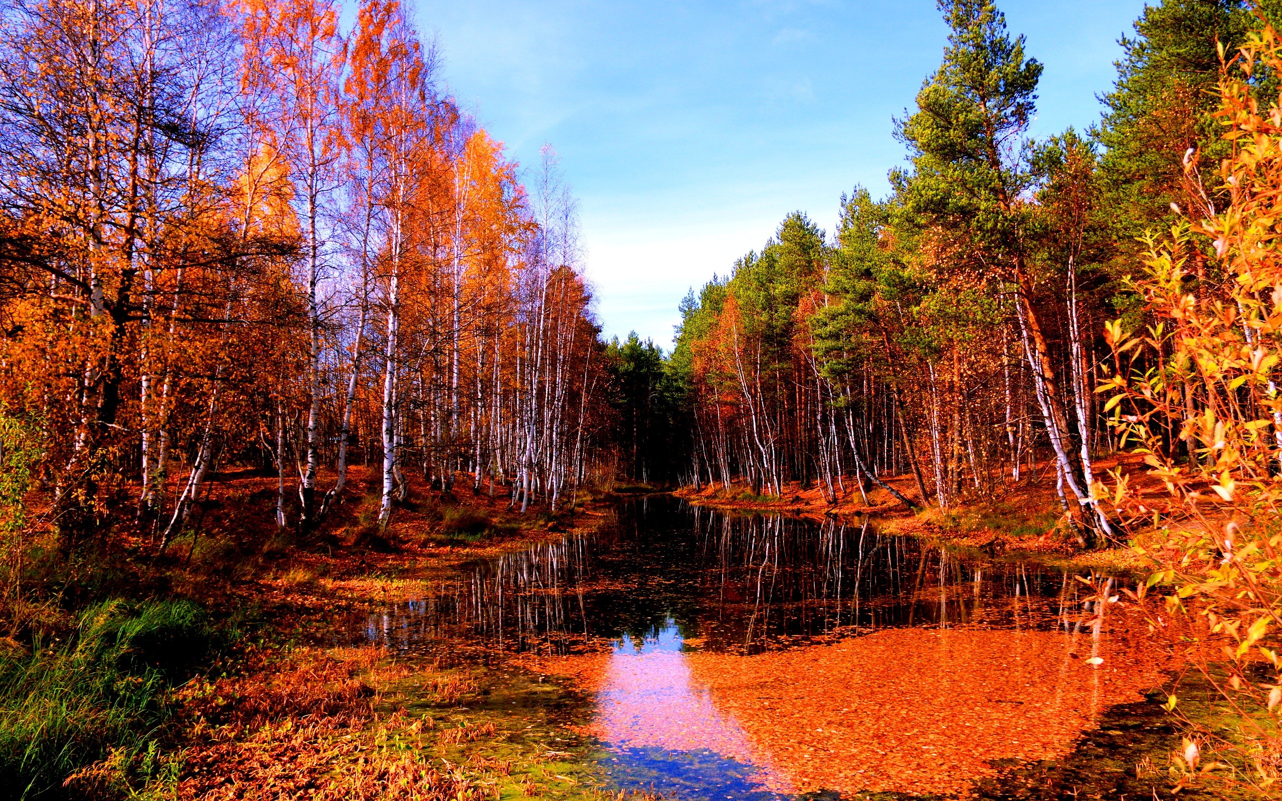Misc: Autumn Scene Colors Water Trees Creek Leaves Desktop ...