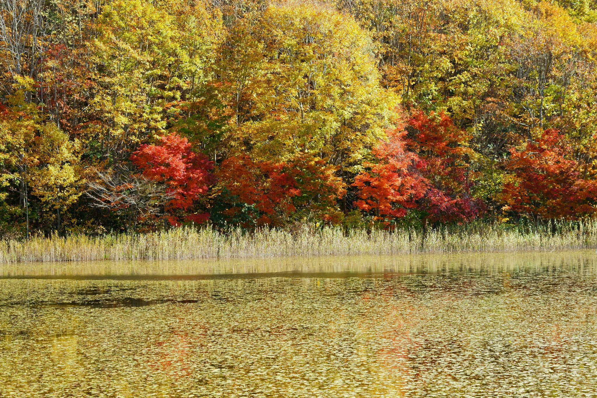 Magarisawanuma Pond | Autumn scenes