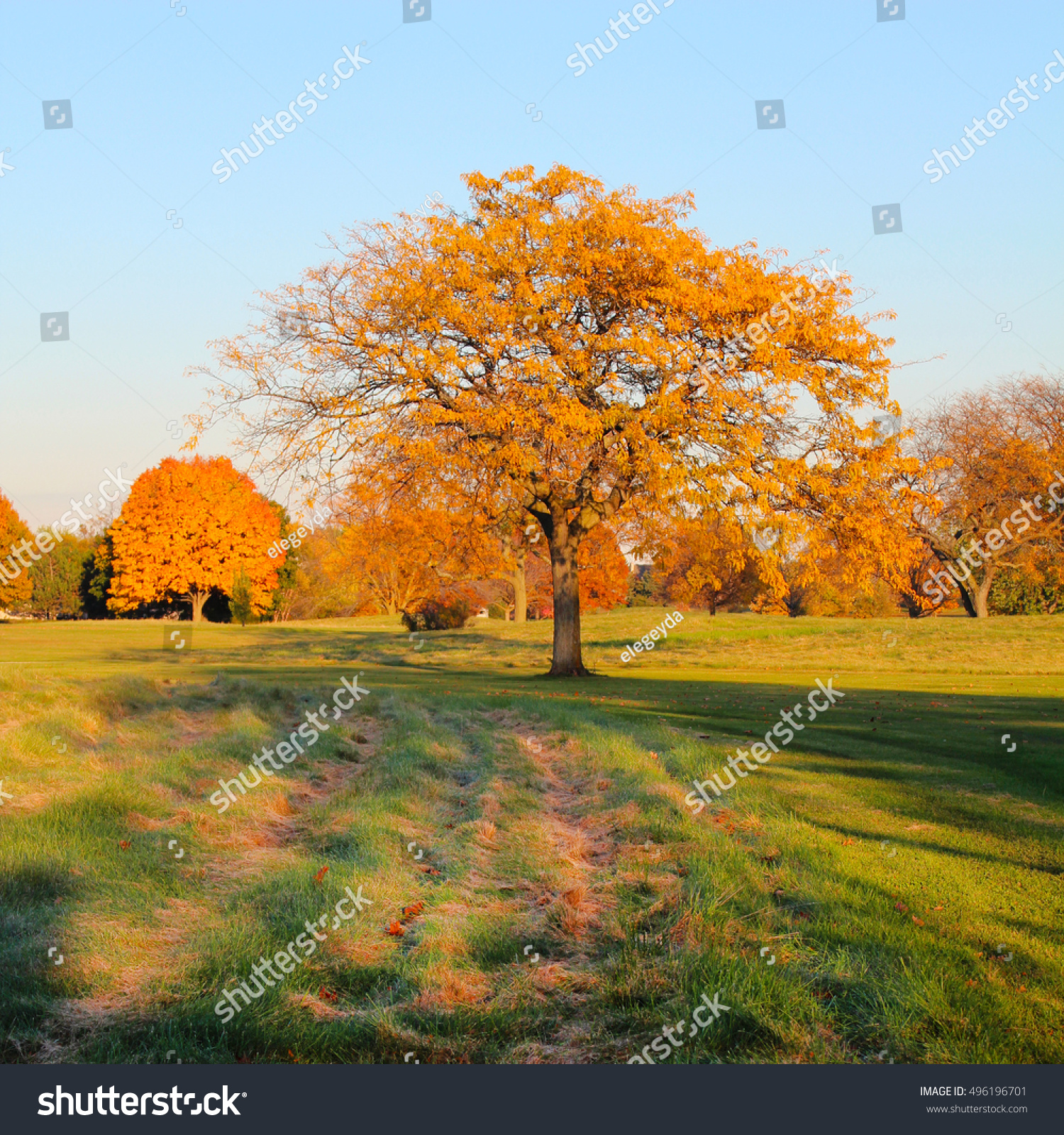 Autumn Scene Forest Sunny Afternoon While Stock Photo 496196701 ...