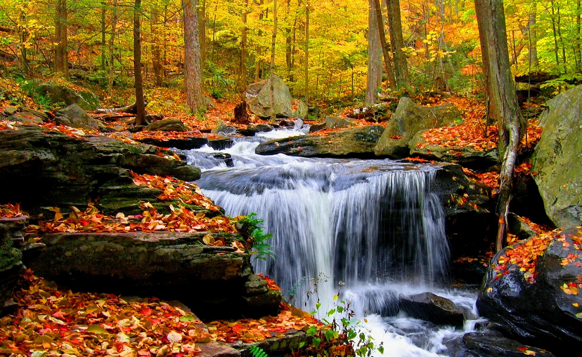 Forest Creek Autumn Stream Nice Trees Fall Nature Beautiful Lovely ...