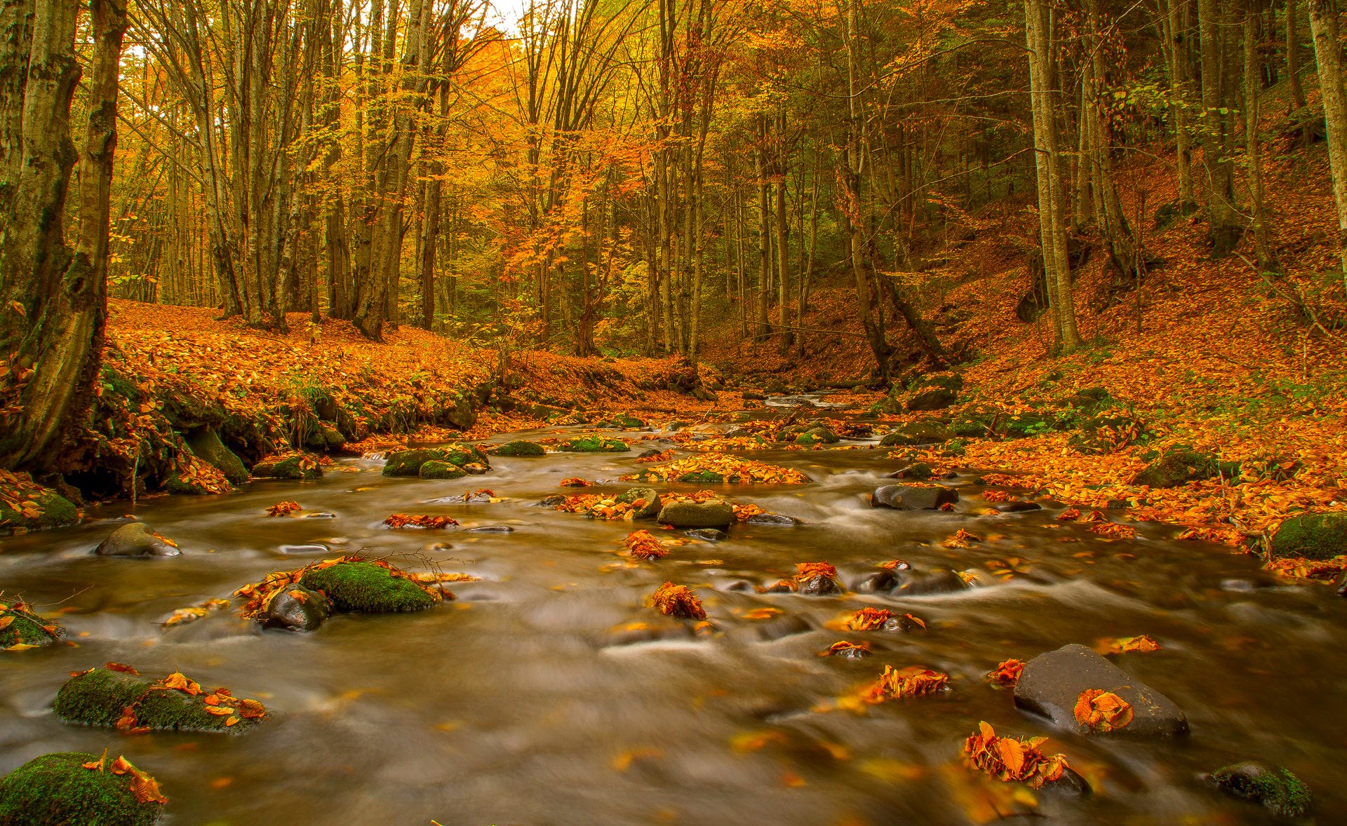 Forest: Autumn Stream Serenity Golden Colors Fall Nature Creek ...