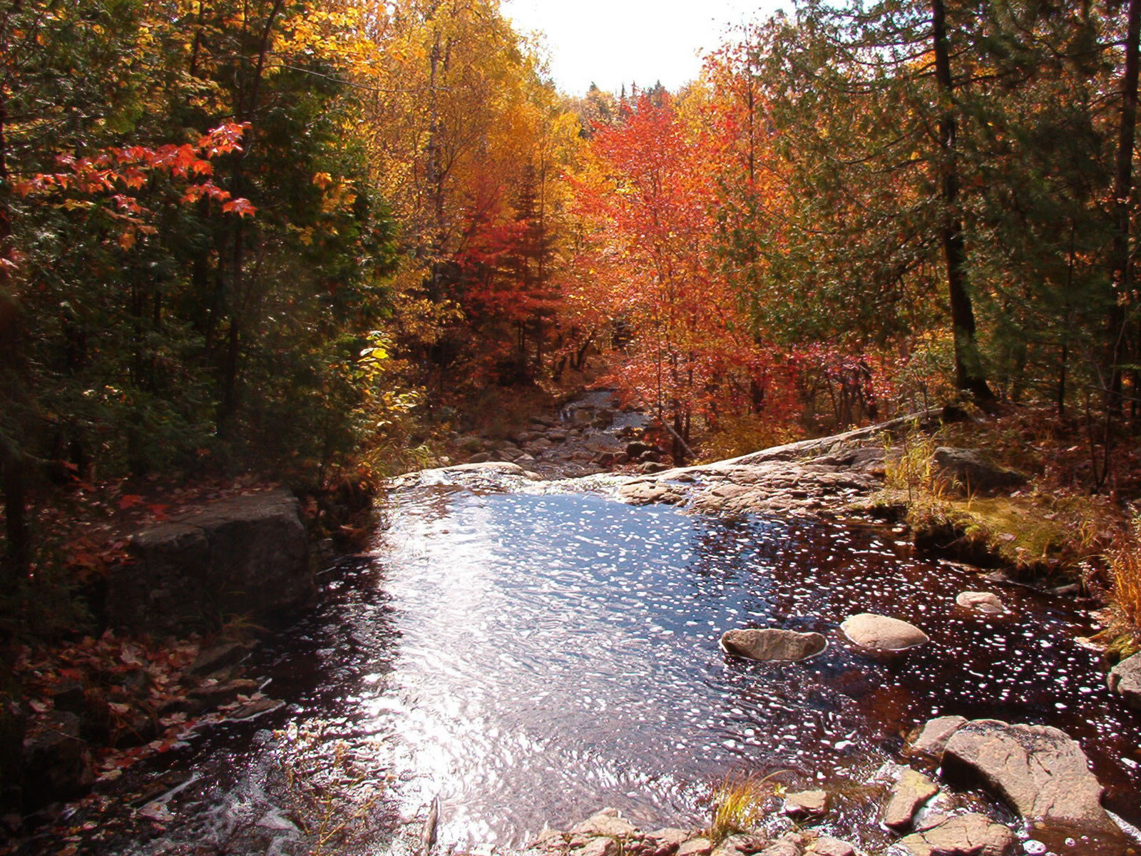 Babbling Stream In Autumn - Autumn Wallpaper