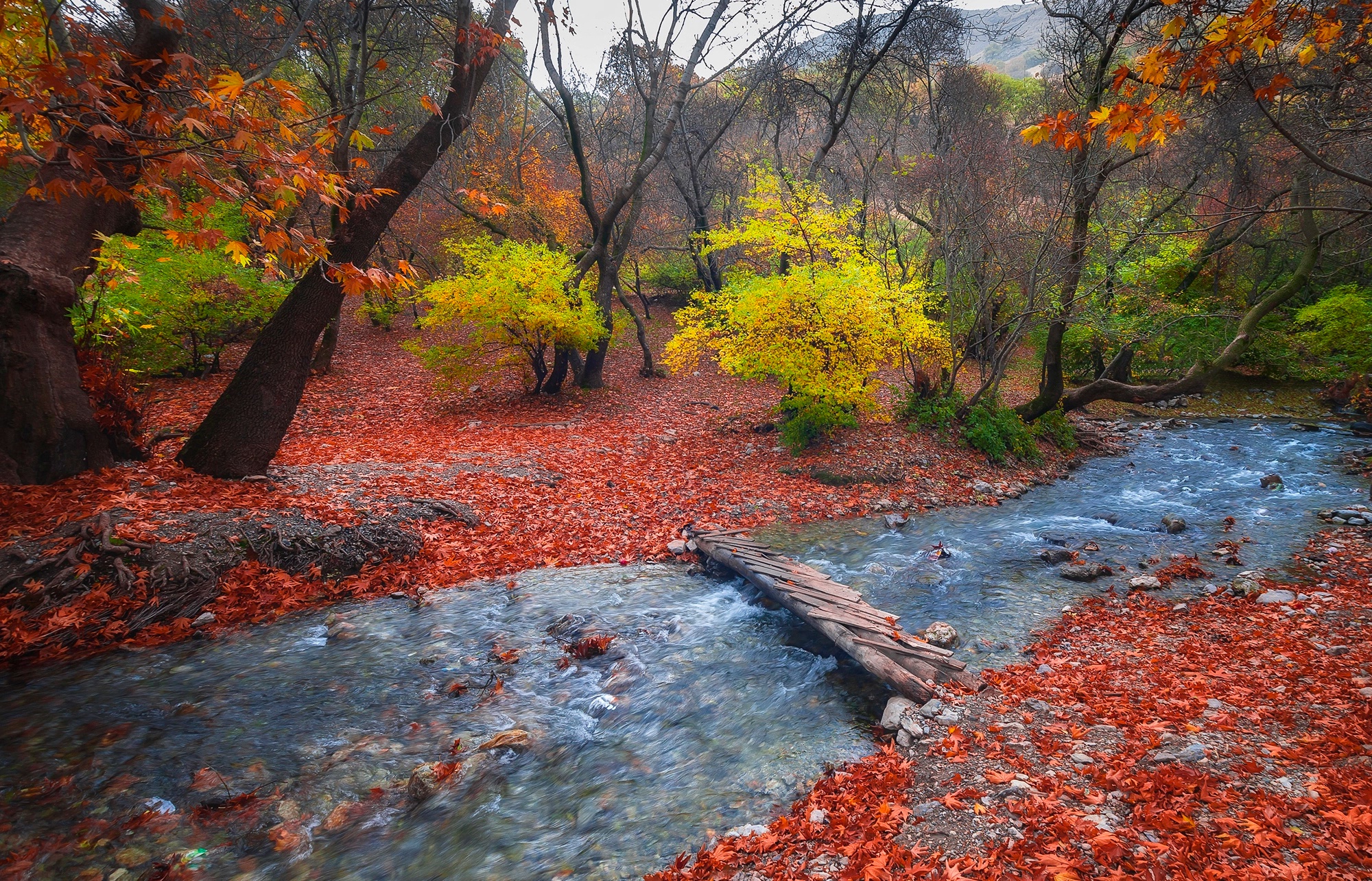 Shoal autumn stream / 2000 x 1285 / Forest / Photography | MIRIADNA.COM