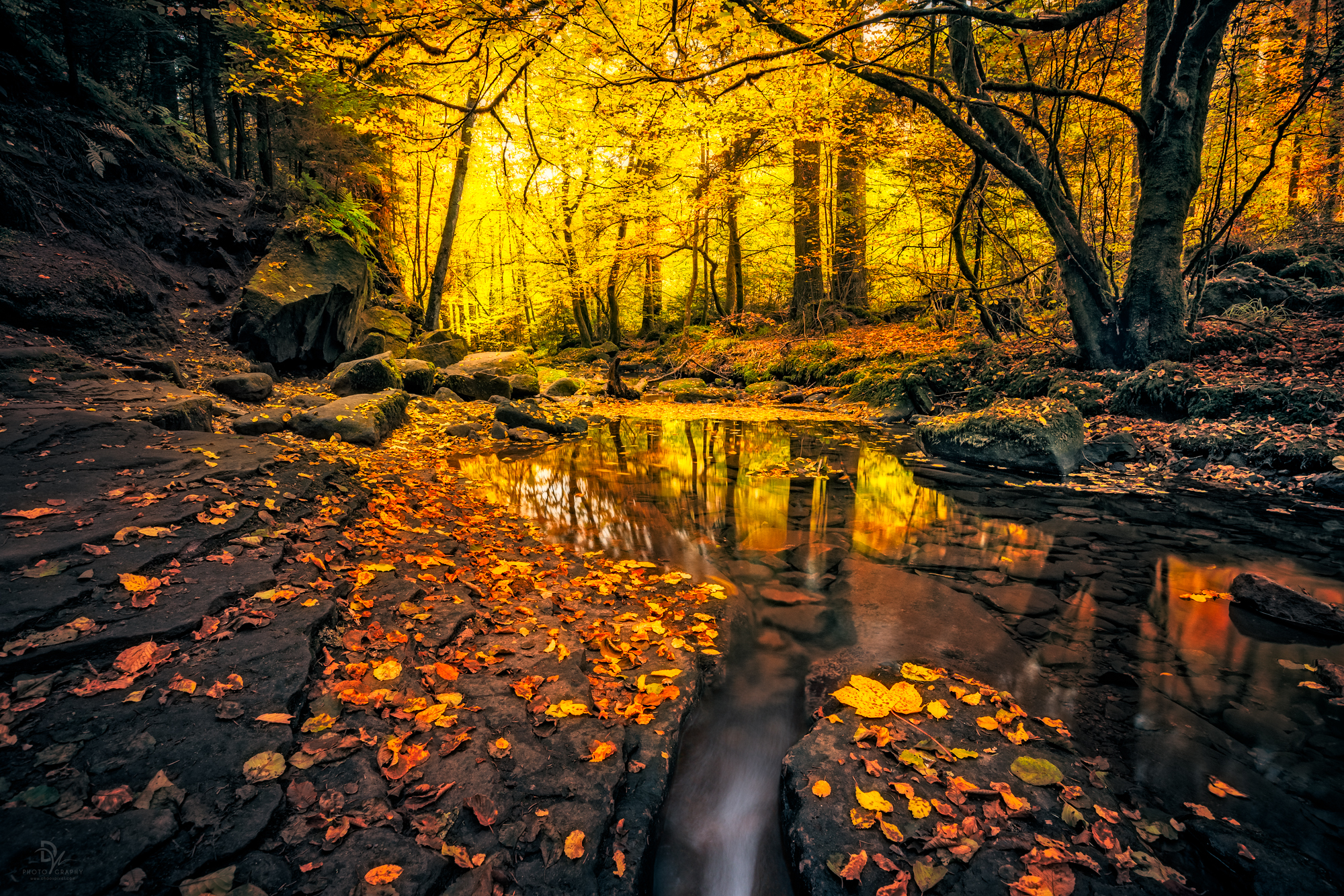 Autumn Forest Stream Full HD Bakgrund and Bakgrund | 2000x1333 | ID ...