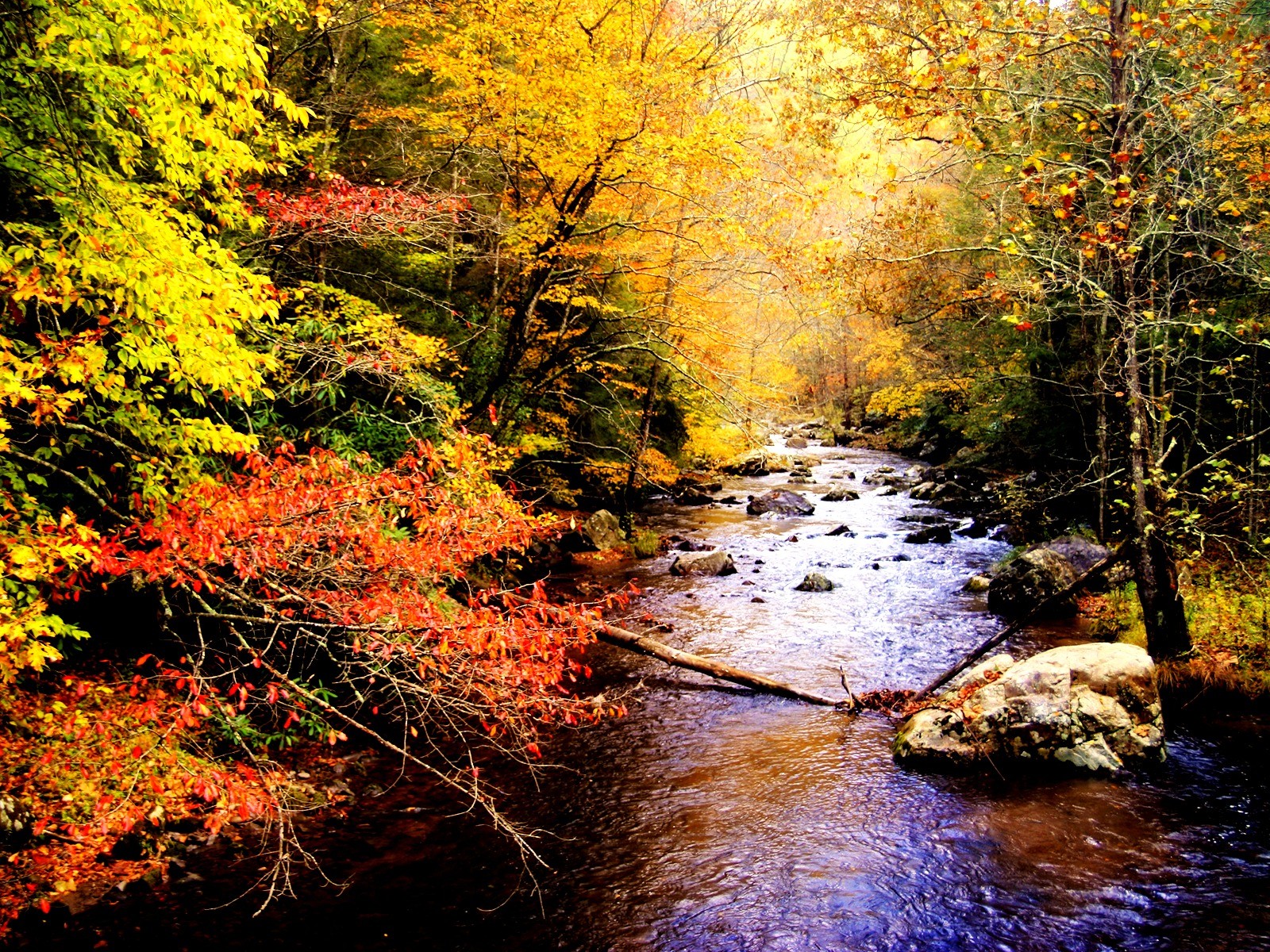 Other: Autumn Stream Fall Water Trees Rocks Wallpaper Gallery for HD ...
