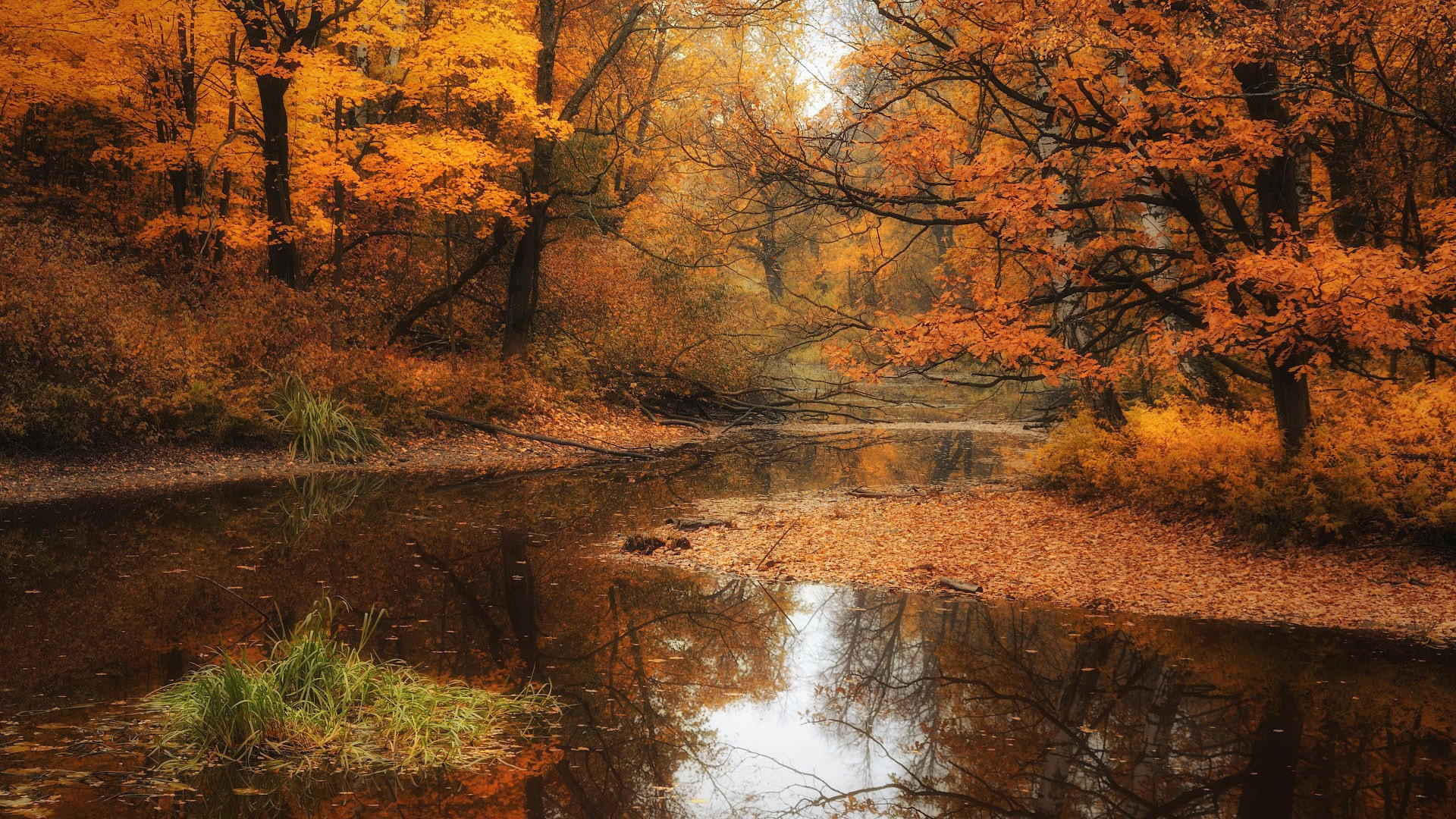 Rivers: Stream Forest Nature Autumn Leaves Shallow River Photo Hd ...