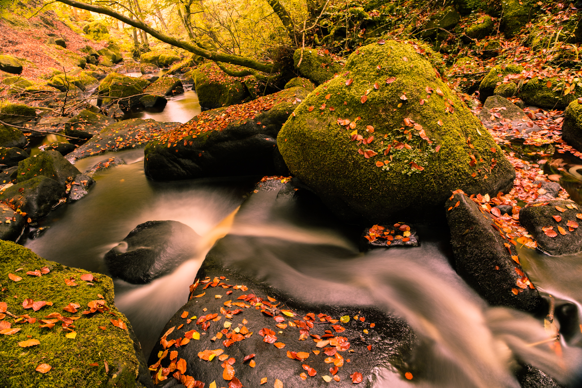 Autumn Stream | Mike Dunlevy