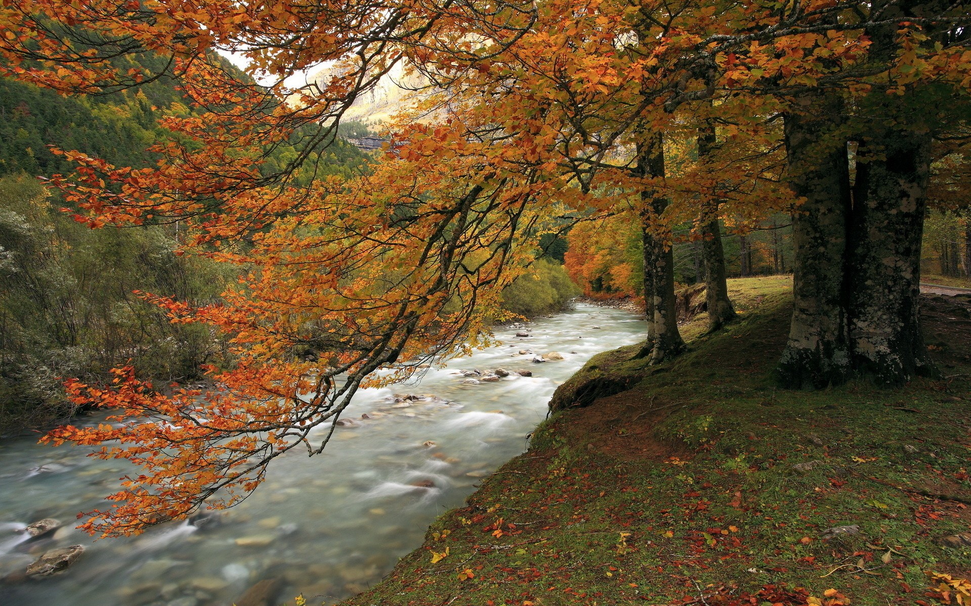 Rivers: Hills Autumn Stream Forest Leaves Fall Landscapes Trees ...