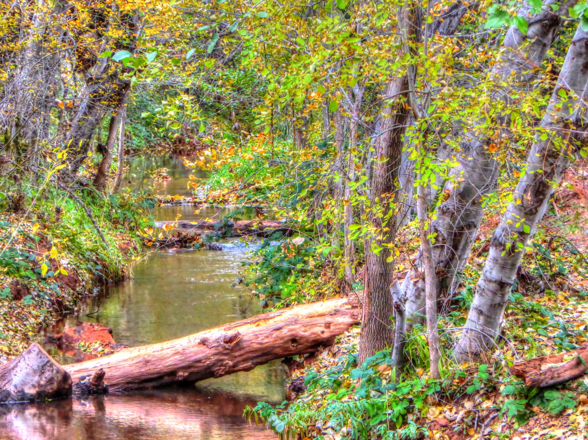 Autumn Stream Free Stock Photo - Public Domain Pictures