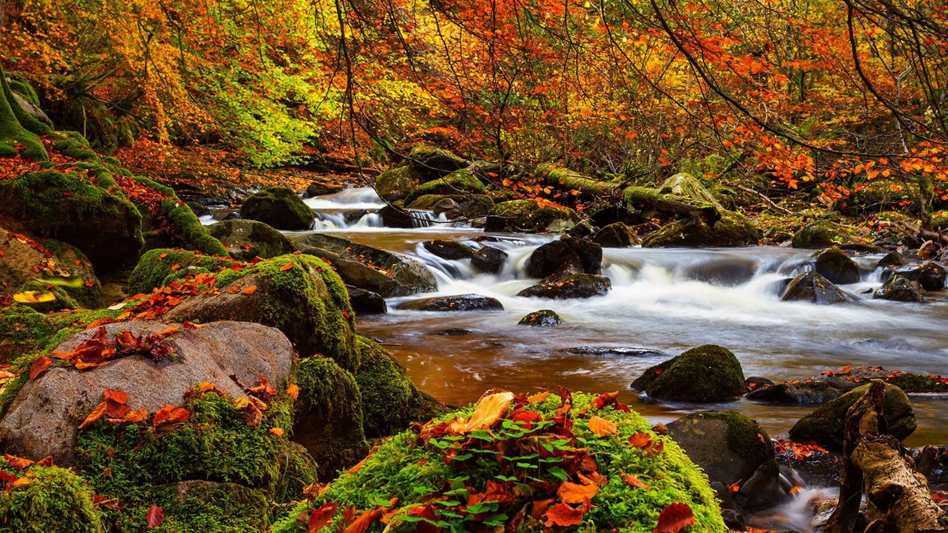 Stream In The Colorful Autumn Forest Wallpaper | Wallpaper Studio 10 ...