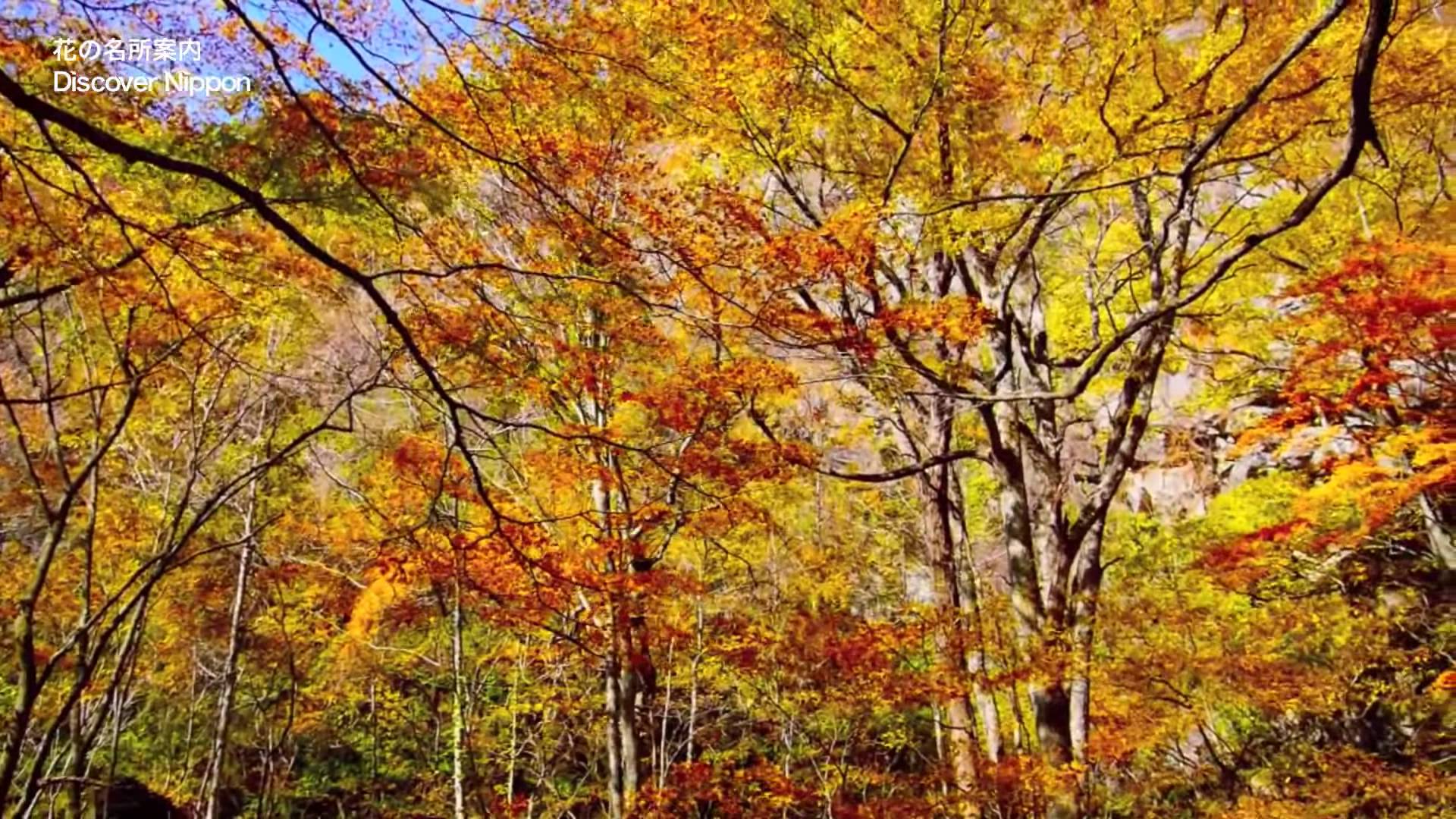 HD] Autumn leaves in Oirase Stream - YouTube