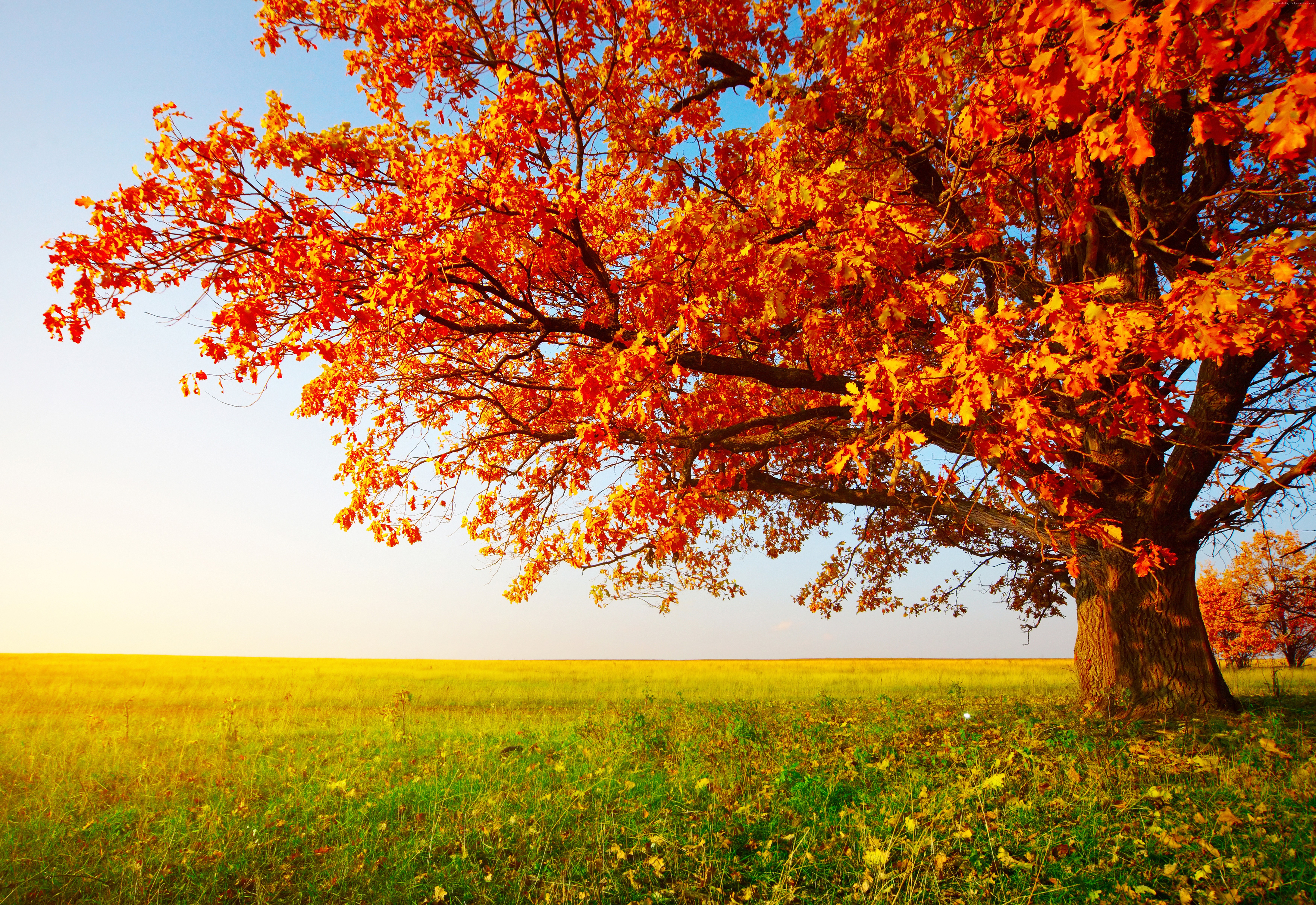 Wallpaper autumn, tree, leaves, field, grass, 8k, Nature #16081