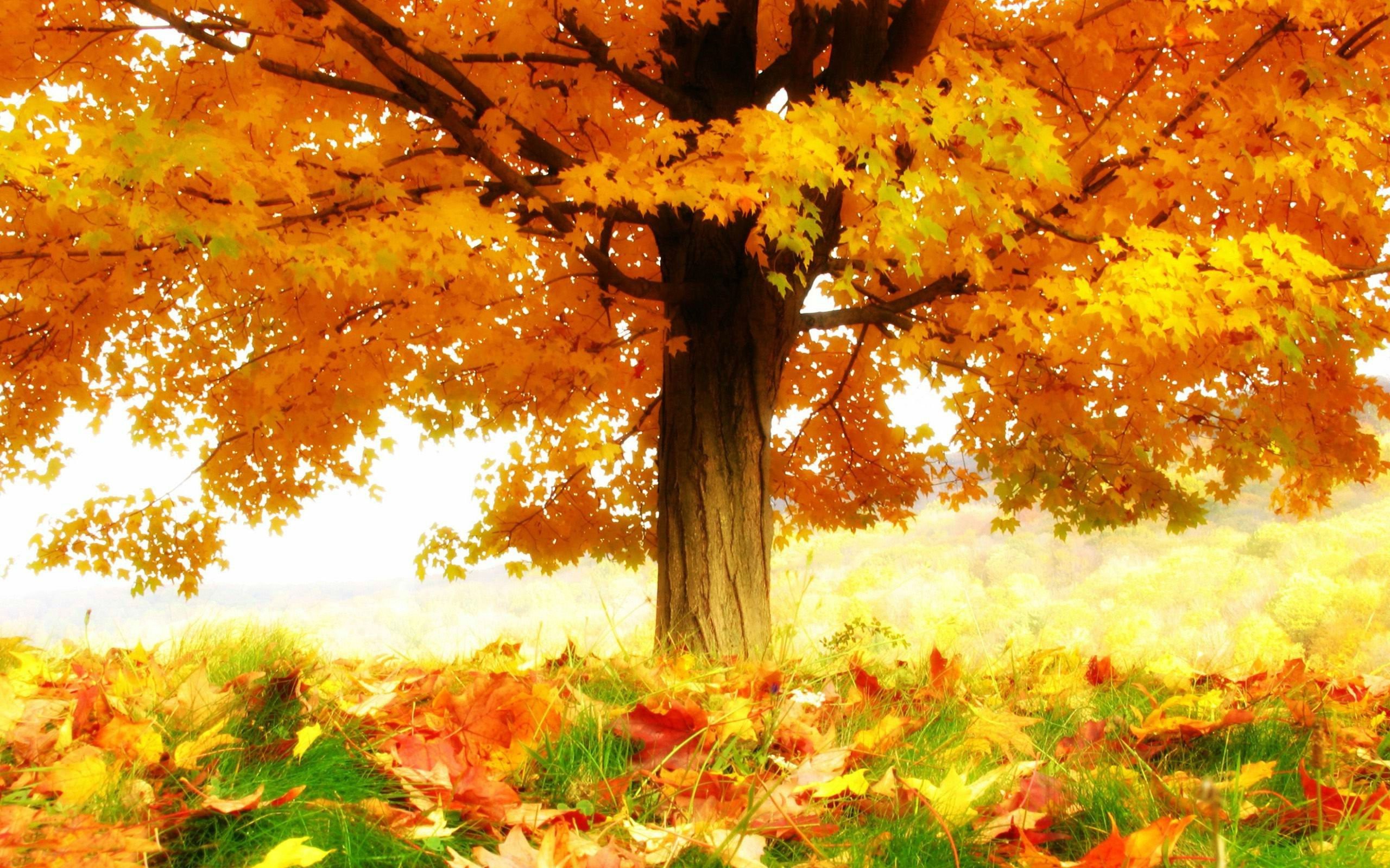 Leaves: Autumn Landscape Nature Fall Leaves Forest Tree Live ...