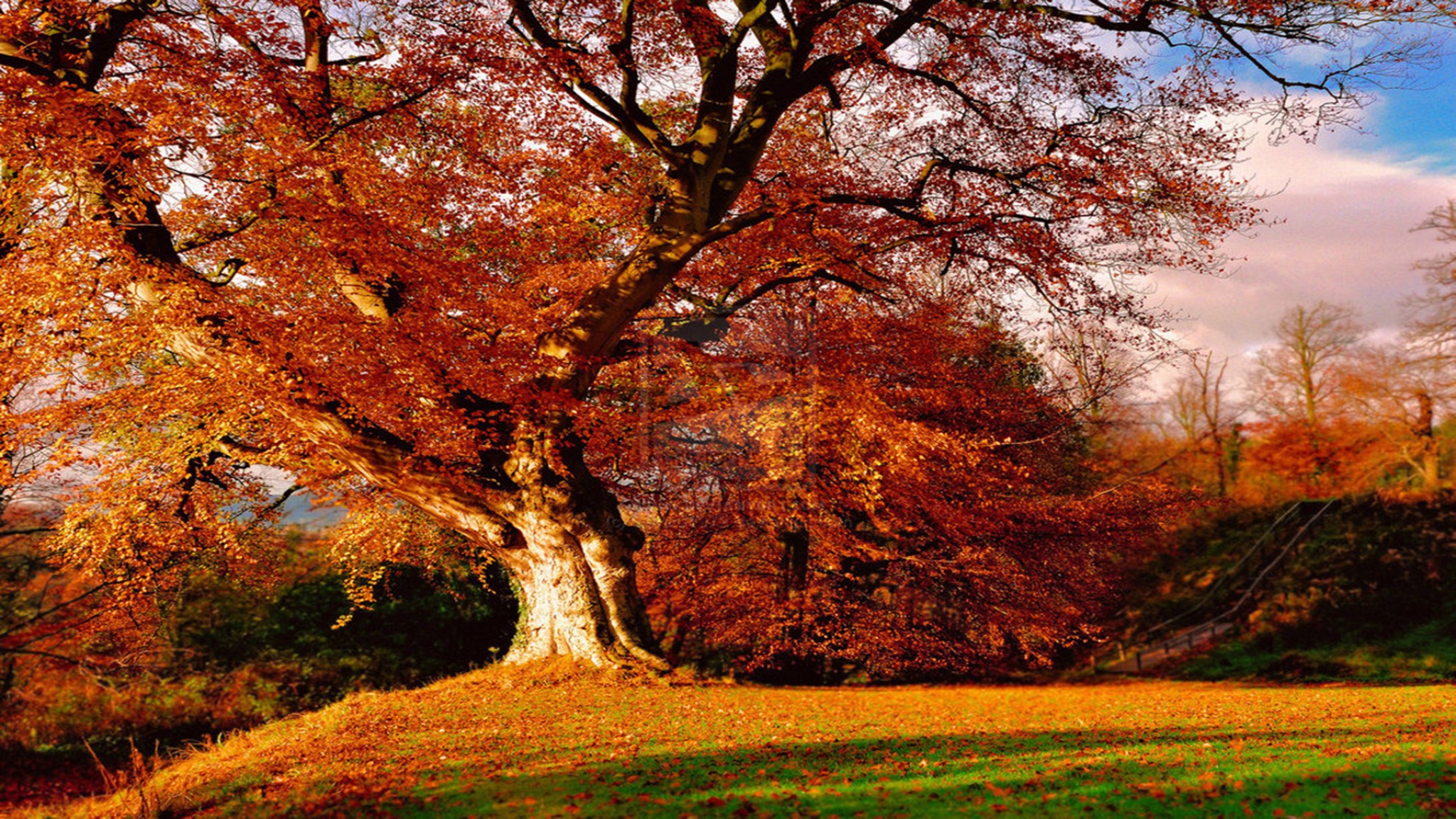 Autumn Tree Pictures #6997823