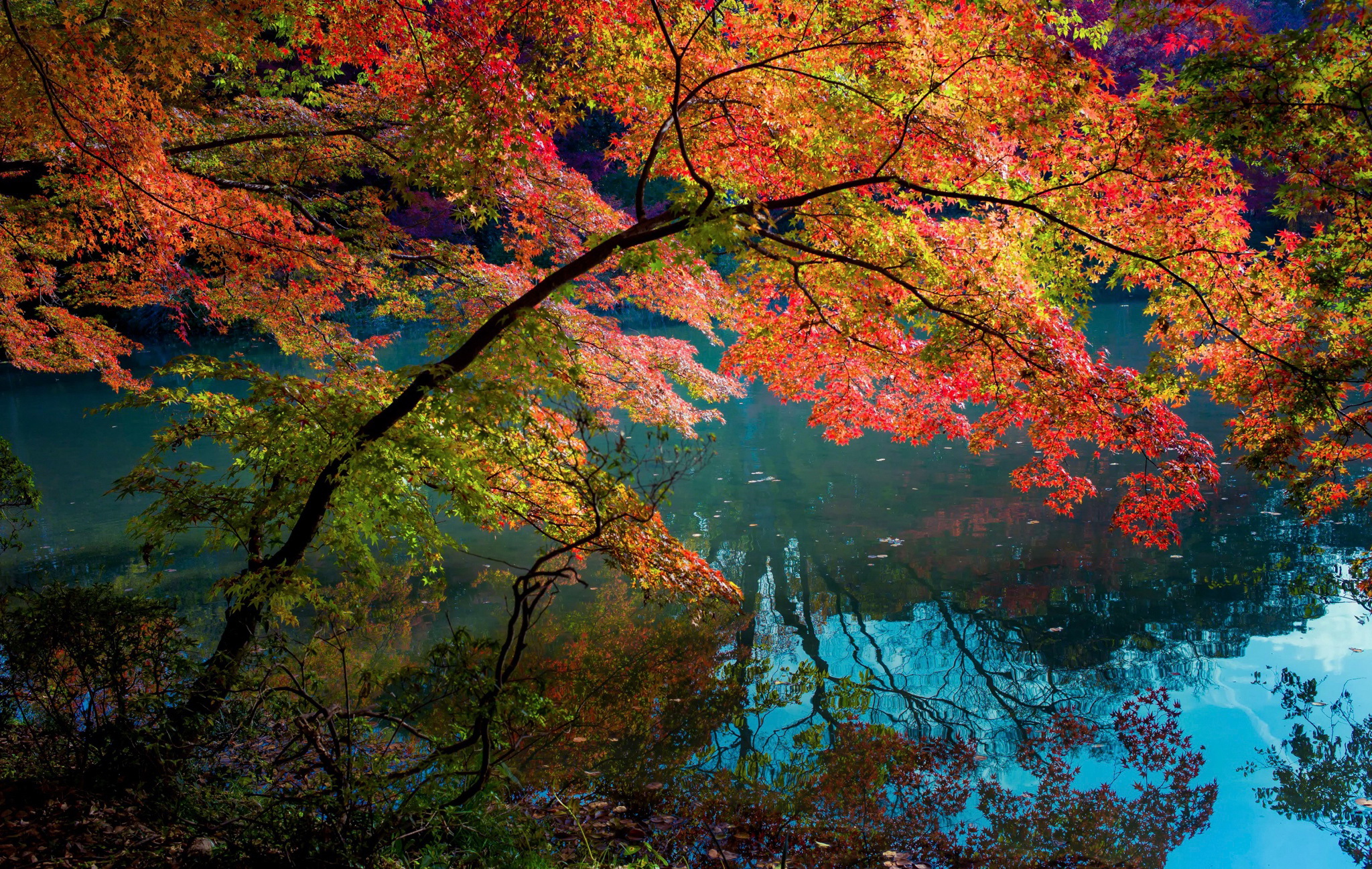 Autumn tree above the water / 2048 x 1297 / Nature / Photography ...