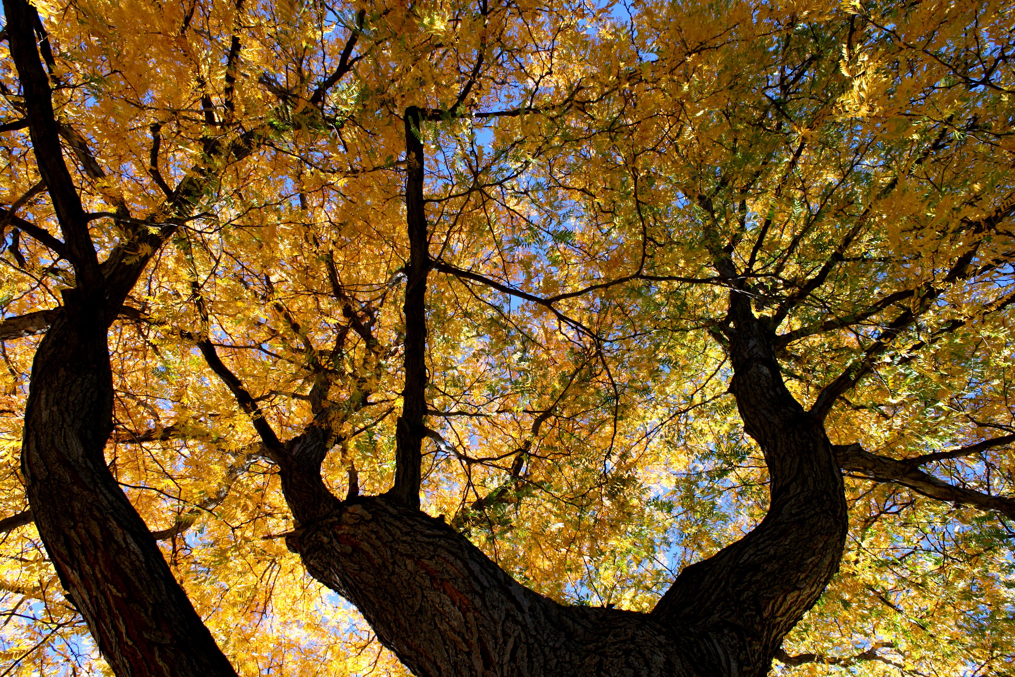Autumn Tree from Below Picture | Free Photograph | Photos Public Domain