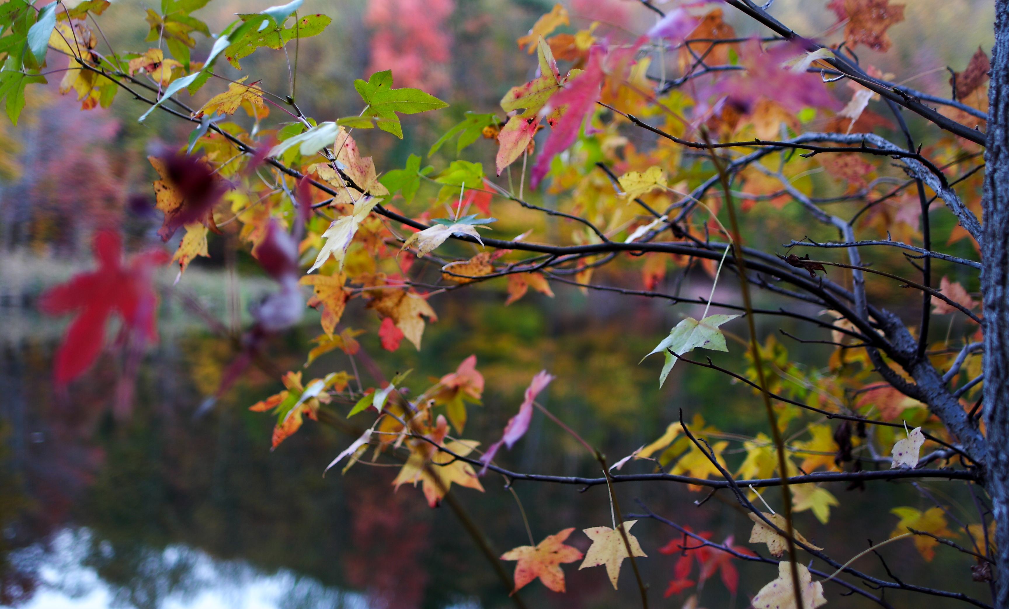 File:Autumn-tree-leaf-colors-bokeh-lake - West Virginia ...