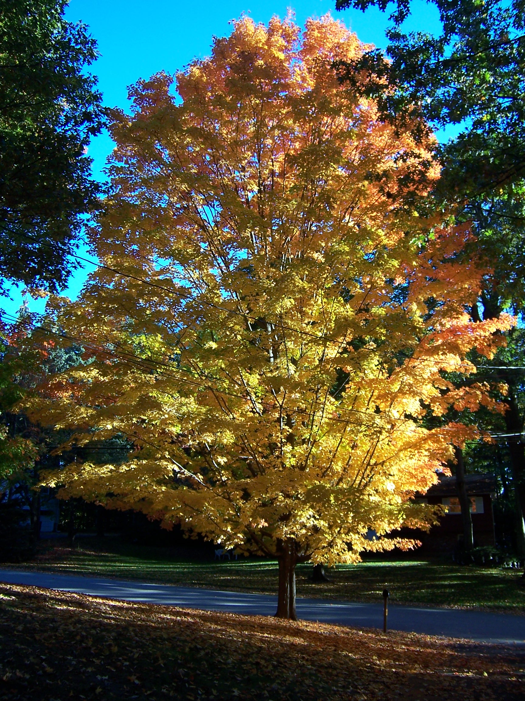 File:Autumn Tree.JPG - Wikipedia