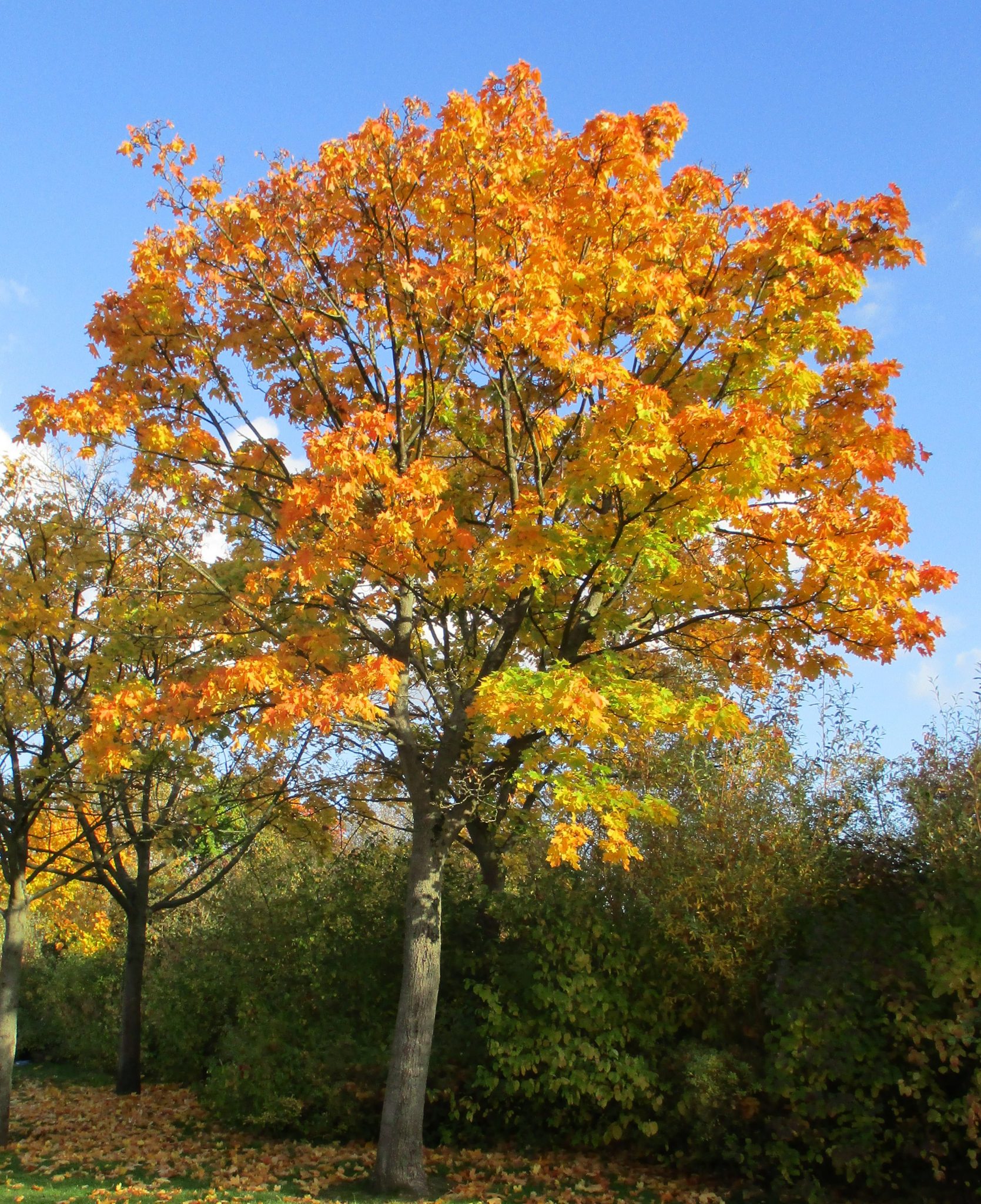 Trees in Autumn - Tree Guide UK