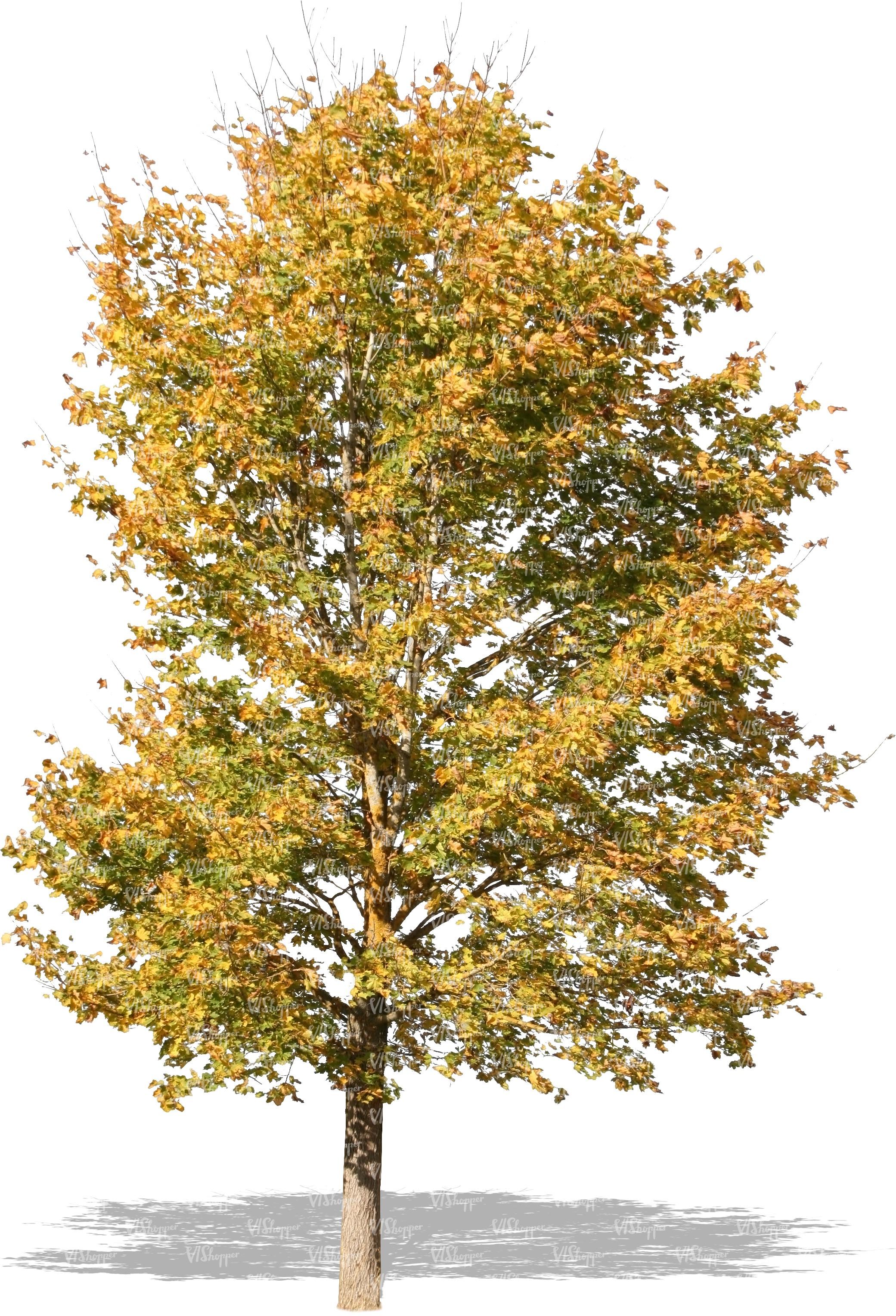 cut out autumn tree - cut out trees and plants - VIShopper