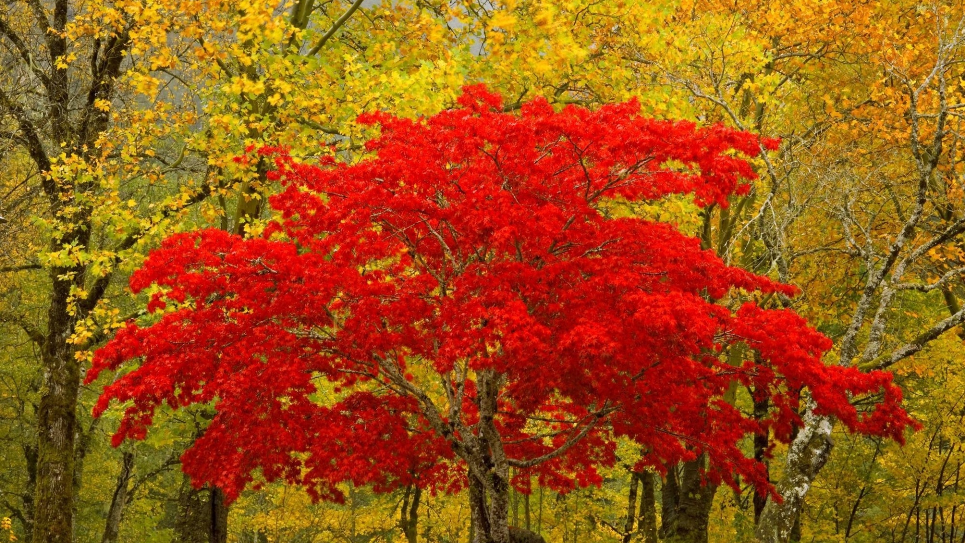 Download Wallpaper 1920x1080 tree, red, autumn, unique Full HD 1080p ...