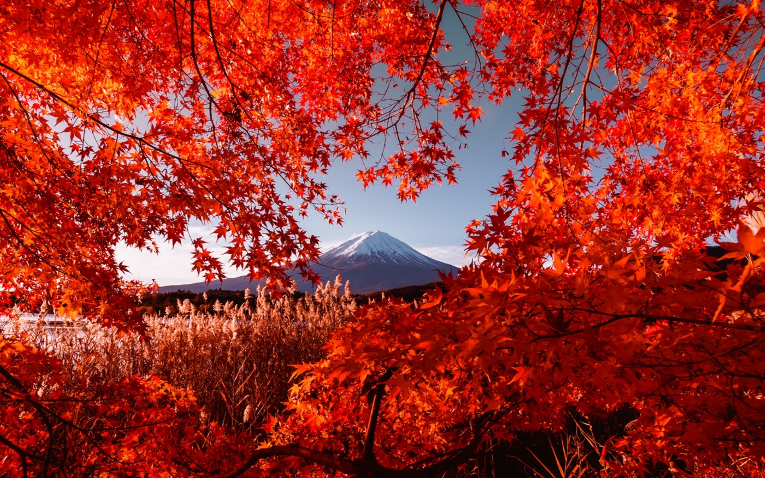 Red Autumn Trees | HD Wallpapers