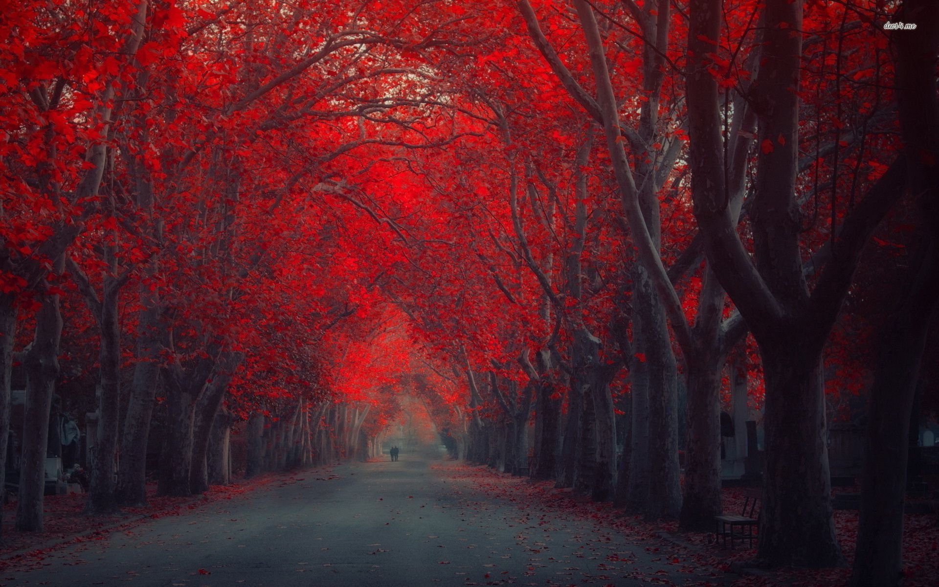 Walking Under The Red Autumn Trees 781542 - WallDevil