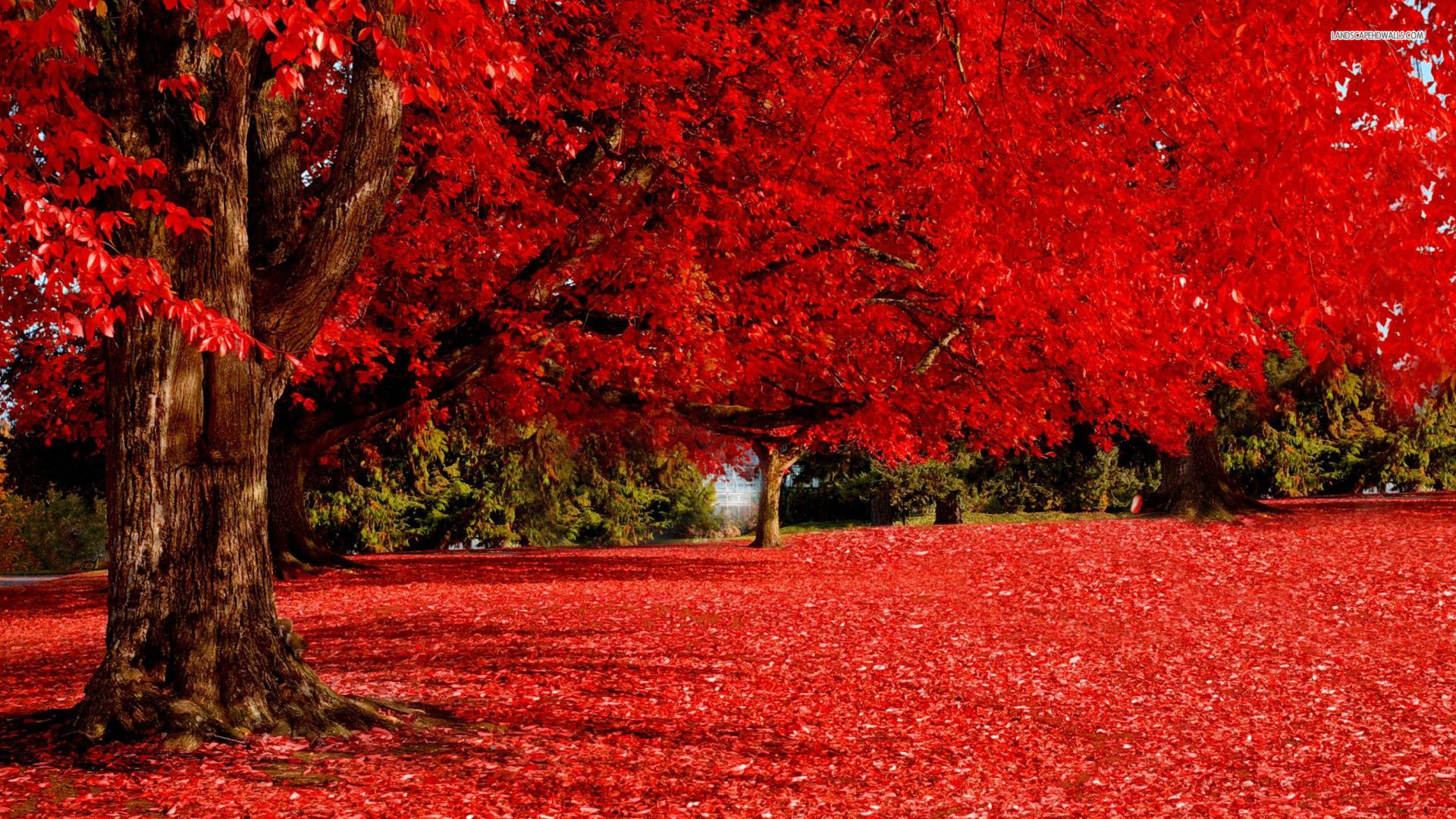 1920x1080 Red Autumn Tree & Carpet desktop PC and Mac wallpaper