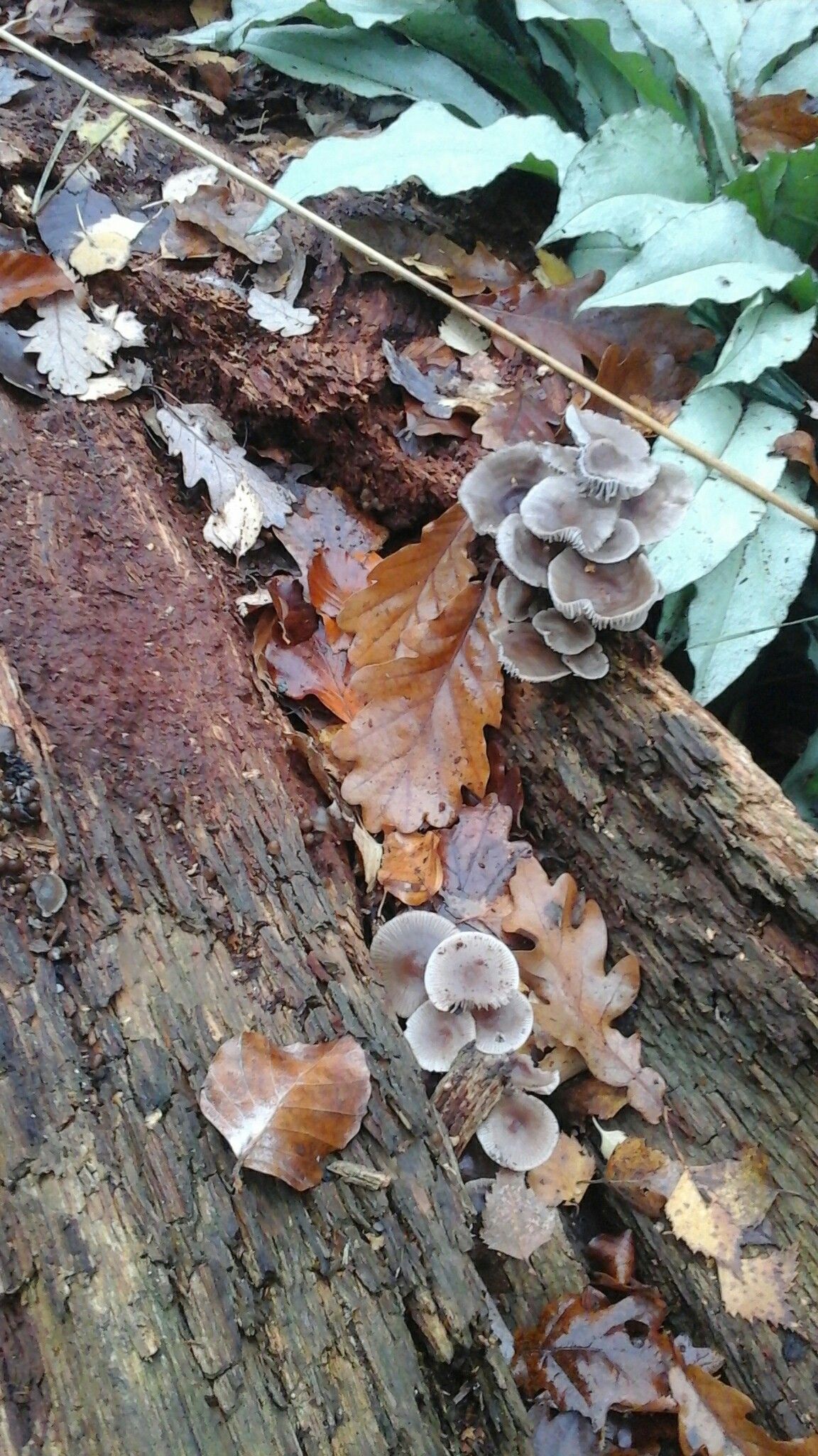 Autumn Tree Stump and Fungi. Trentham Estate, Stoke-onTrent, Staffs ...