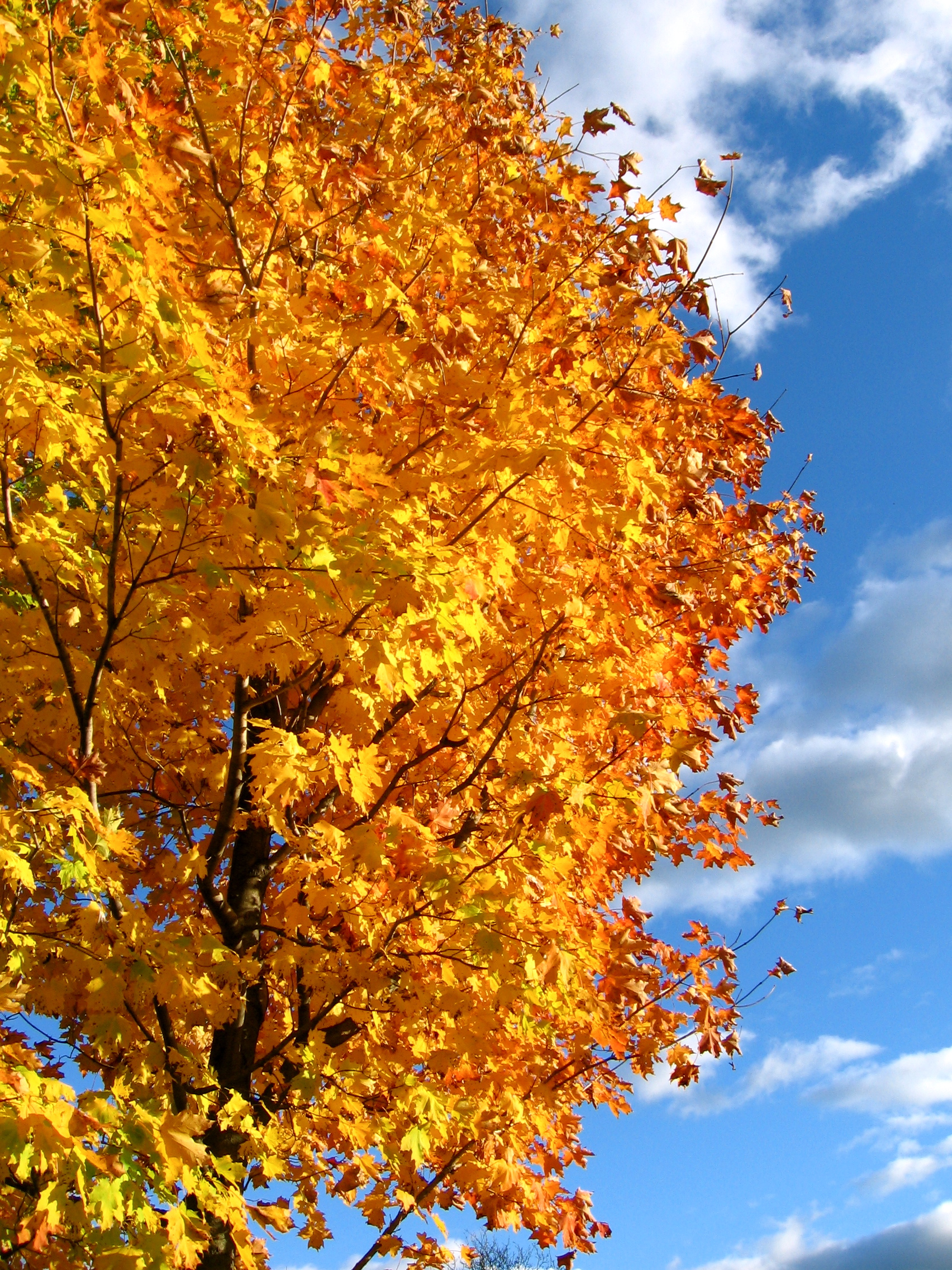 Autumn trees photo