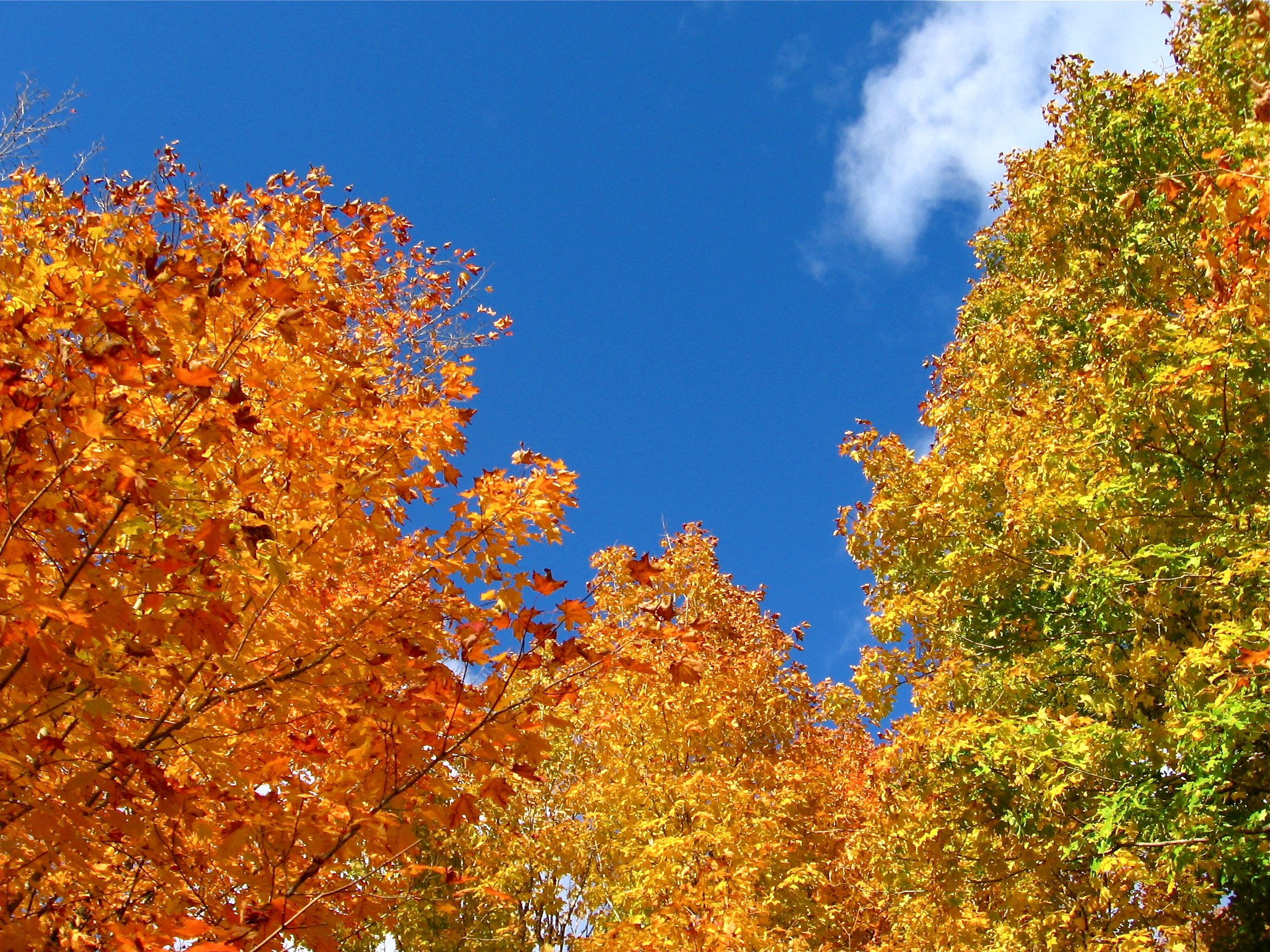 Autumn trees photo
