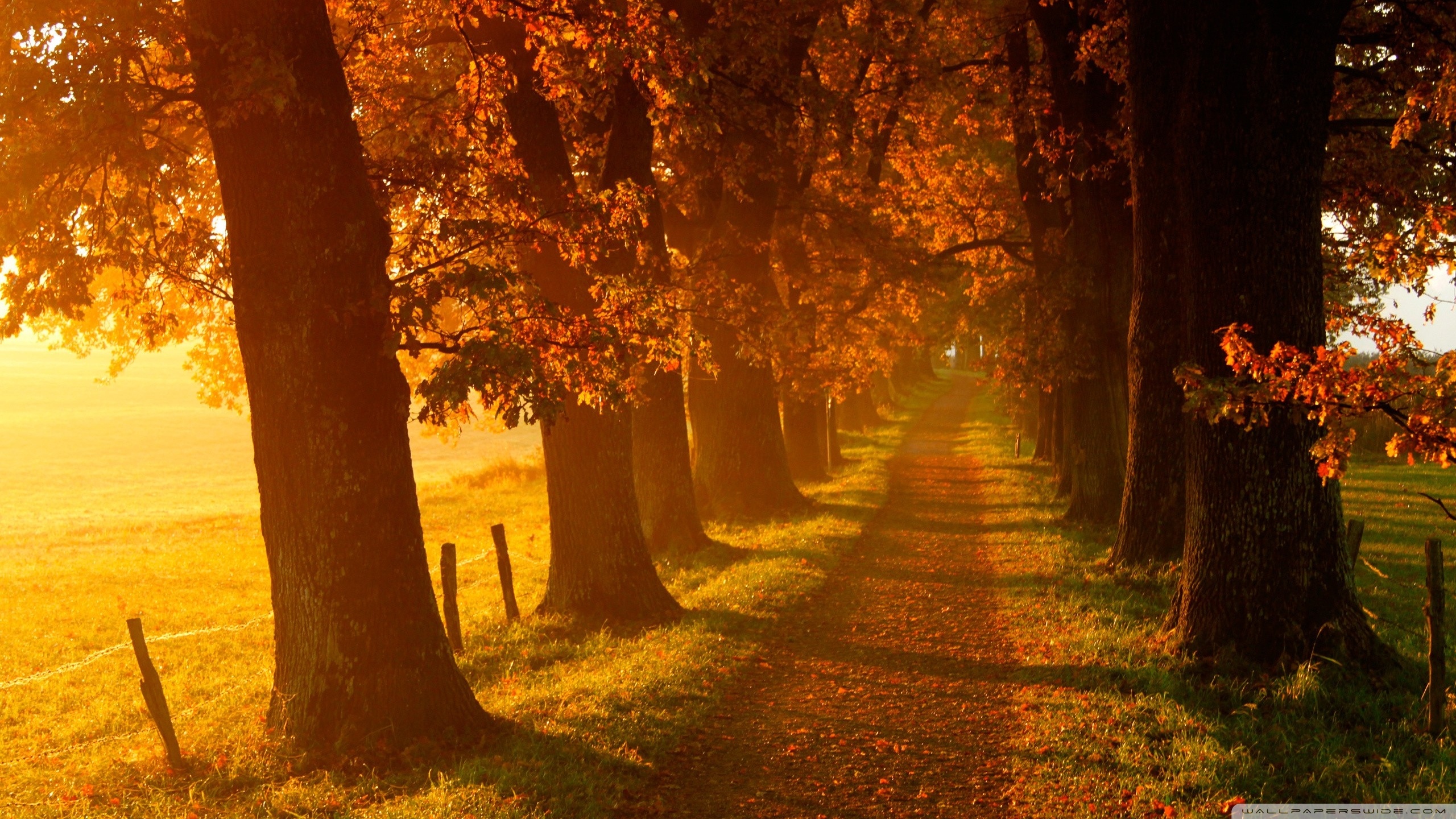 Autumn Walk HD desktop wallpaper : High Definition : Fullscreen ...