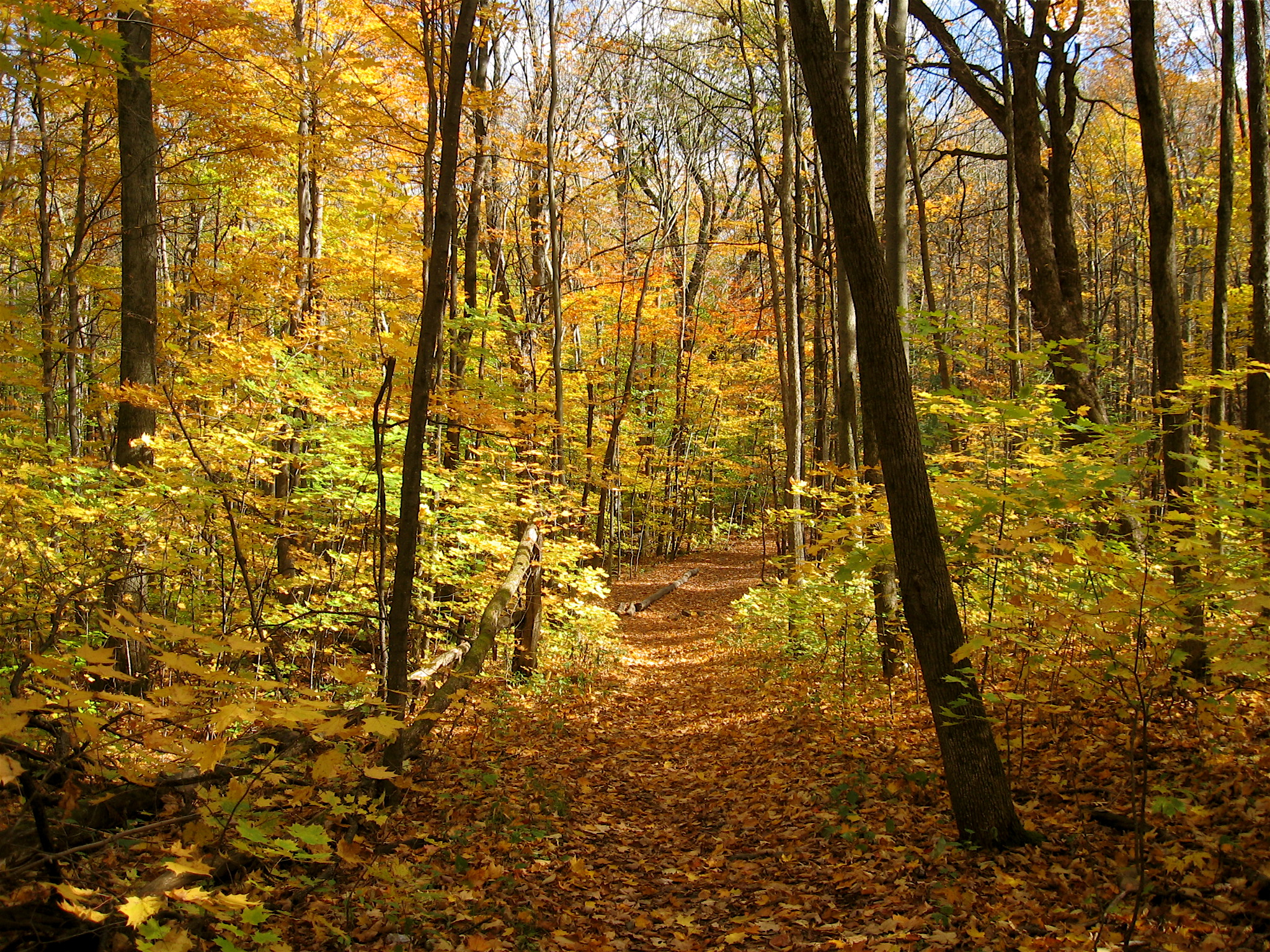 Woods Wanderer » Autumn Walk