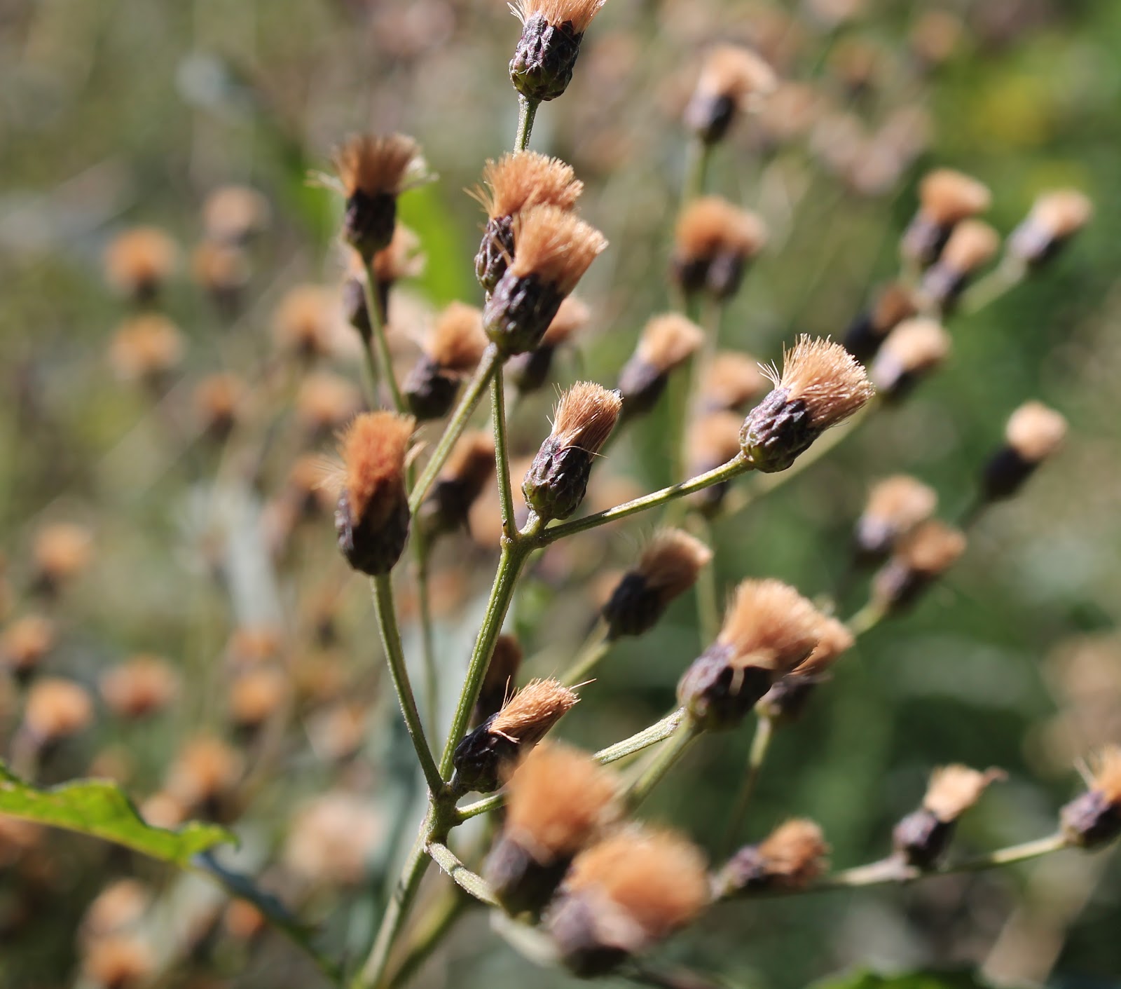 FOLKWAYS NOTEBOOK: WEEDS FOR SALE