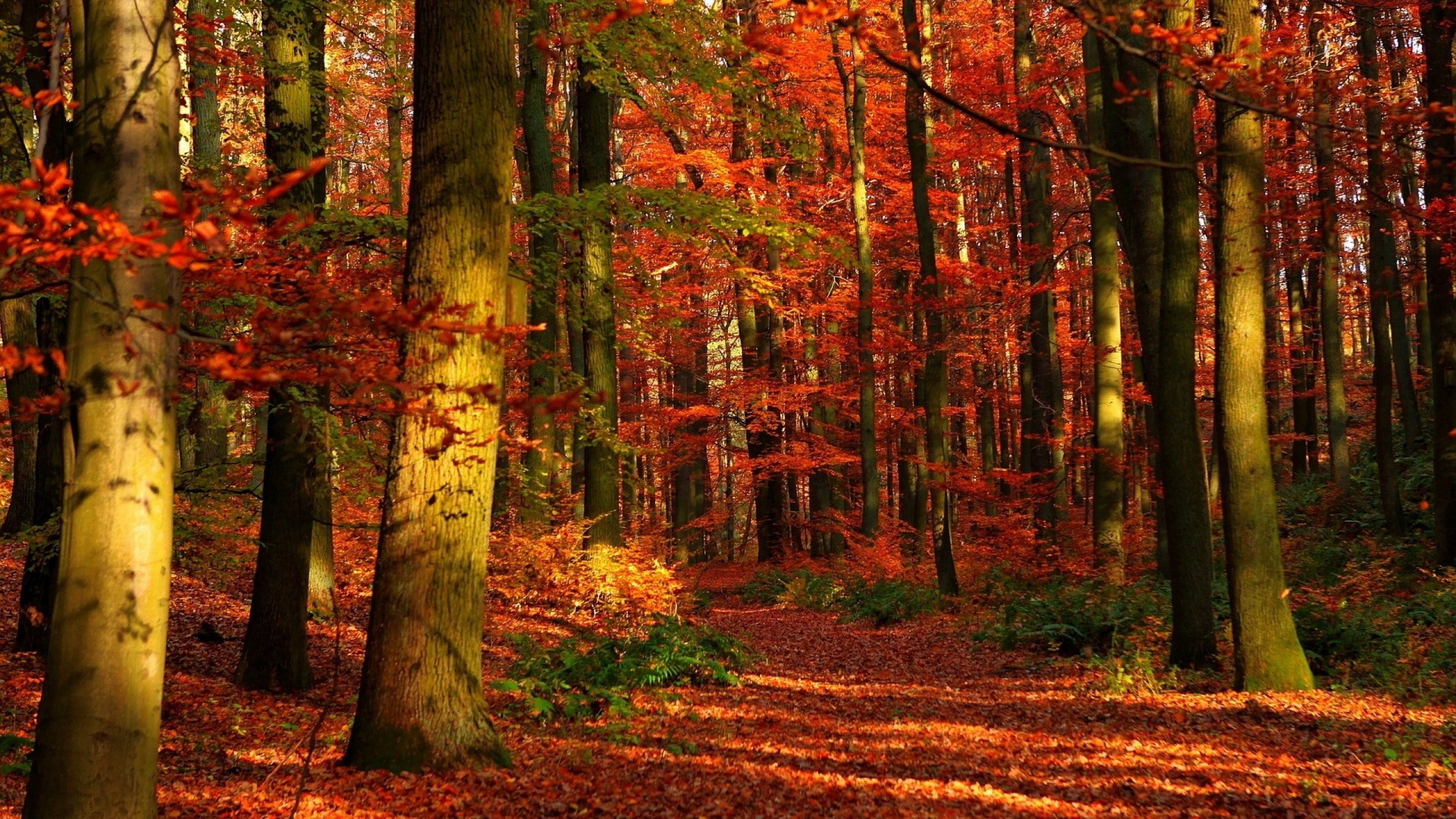 Trees: Autumn Woods Landscape Forest Tree Bridge Nature Beautiful ...