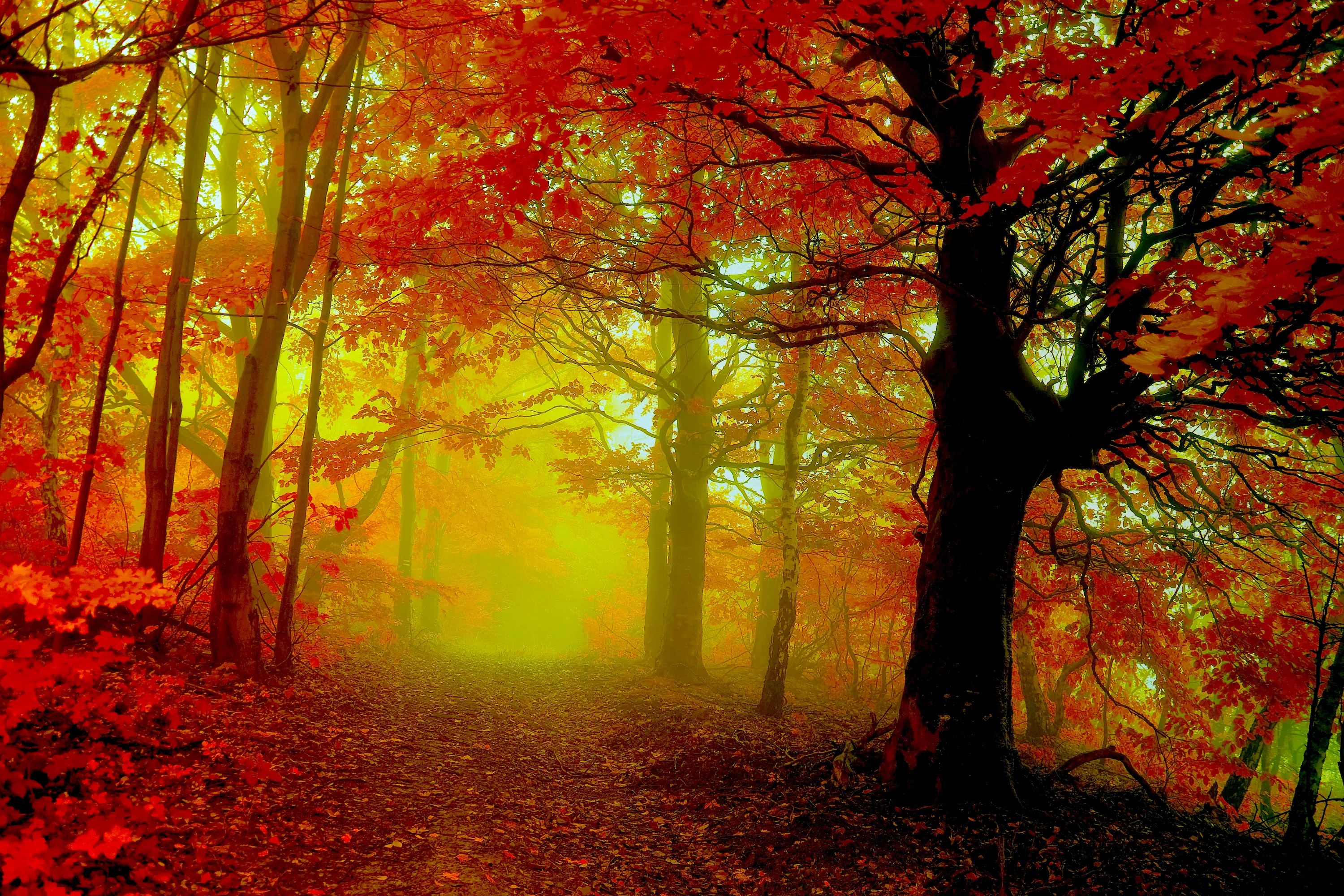 Forests: AUTUMN WOODS MIST FOREST NATURE TRAIL Background Pictures ...