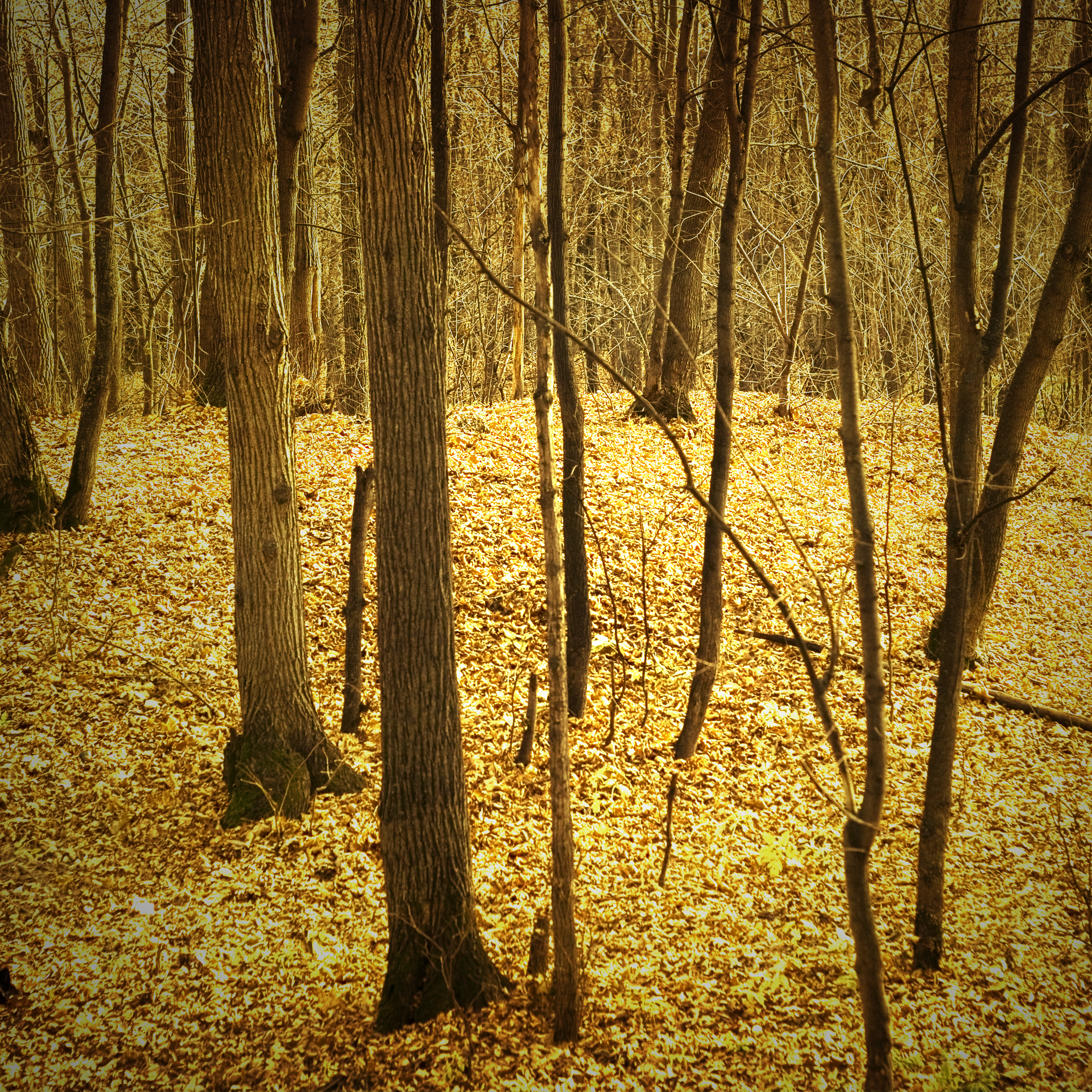 Autumn Woods. 