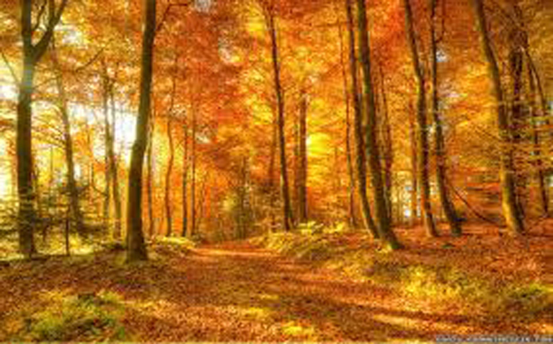 Saatchi Art: Autumn woods Painting by Jessica Delacroix