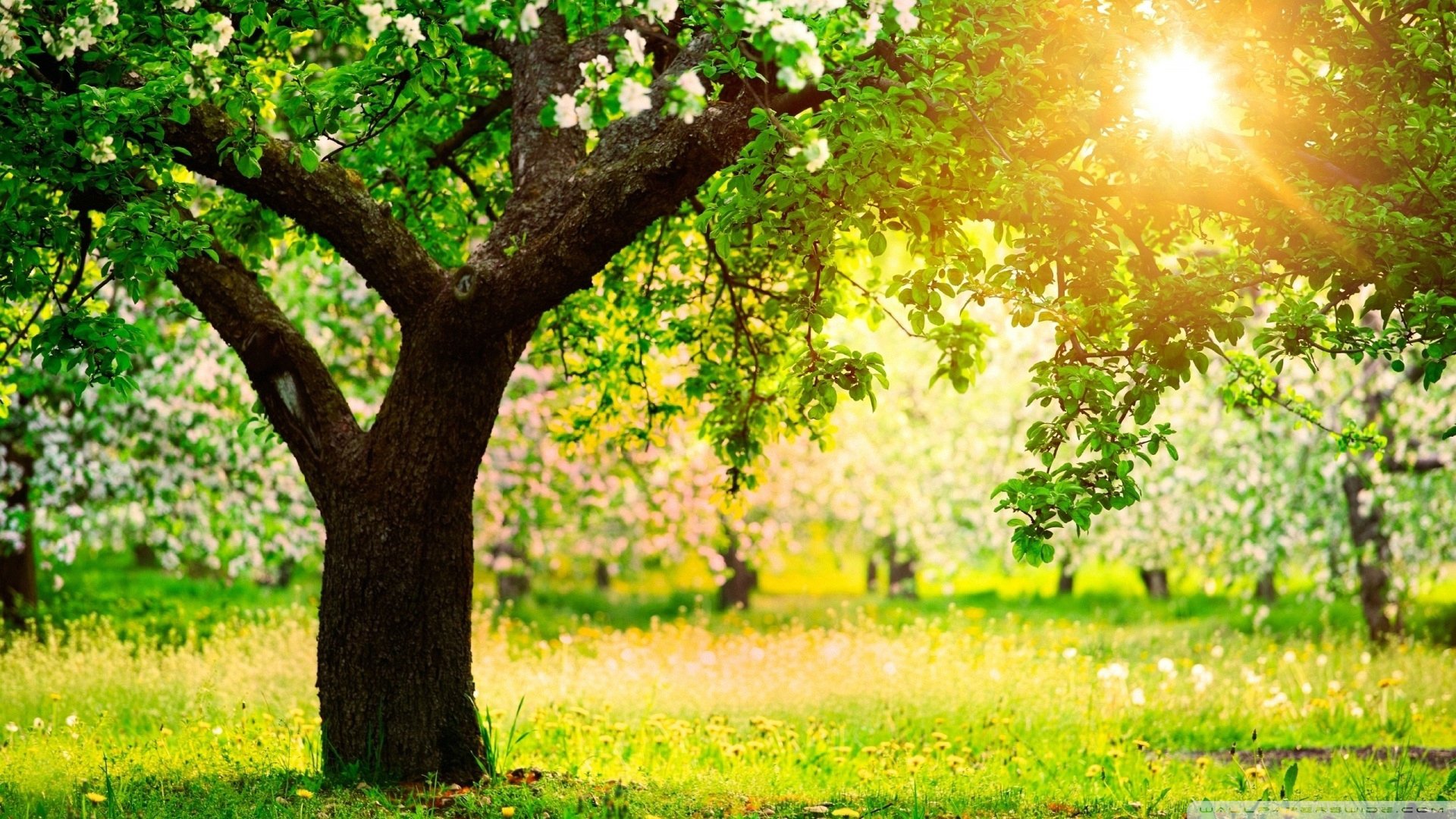 Wallpaper Trees Sunny Spring Day 1920 X 1080 Full Hd - 1920 x 1080 ...