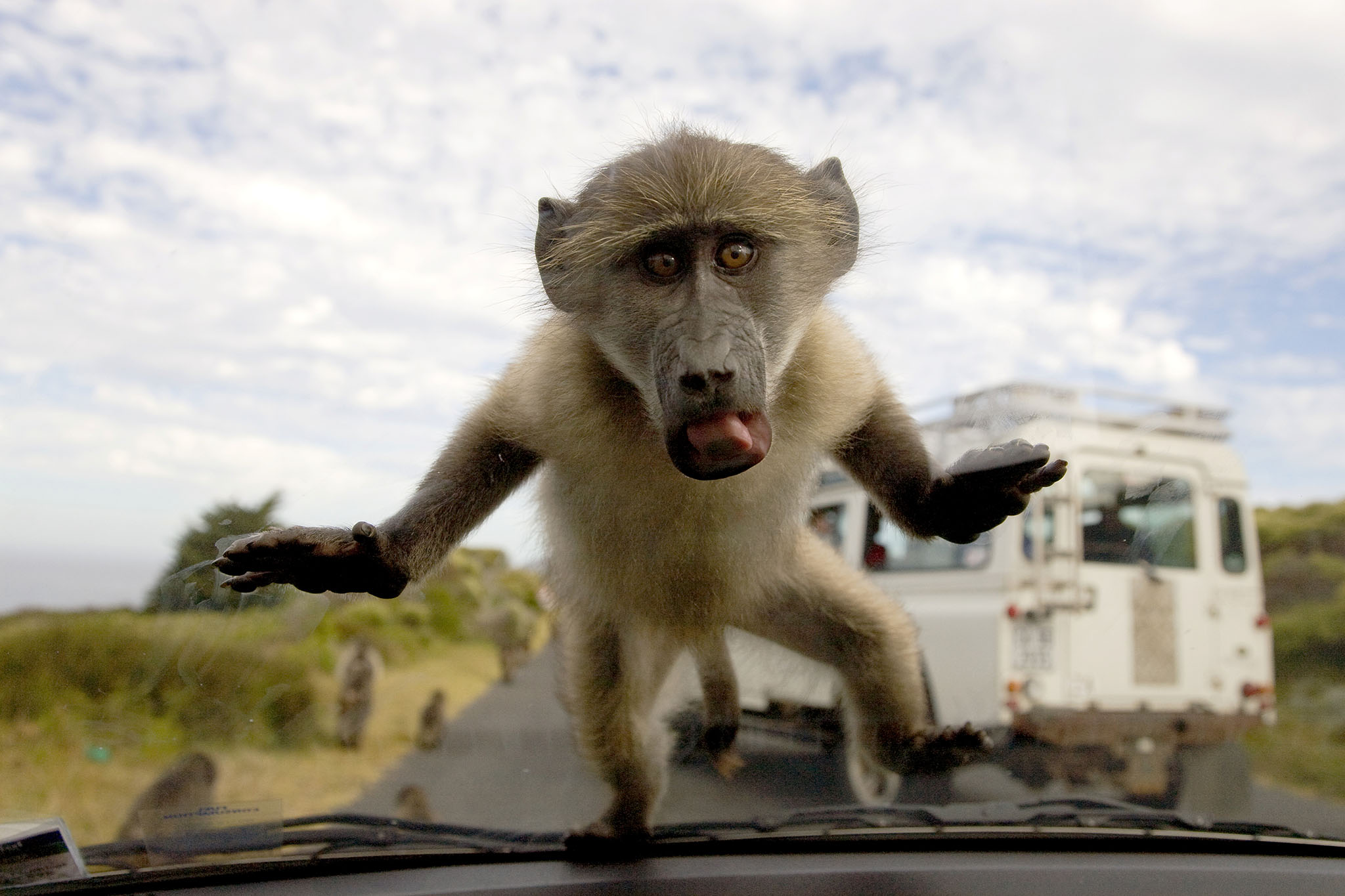 Is This the End For South Africa's Famed Urban Baboons?