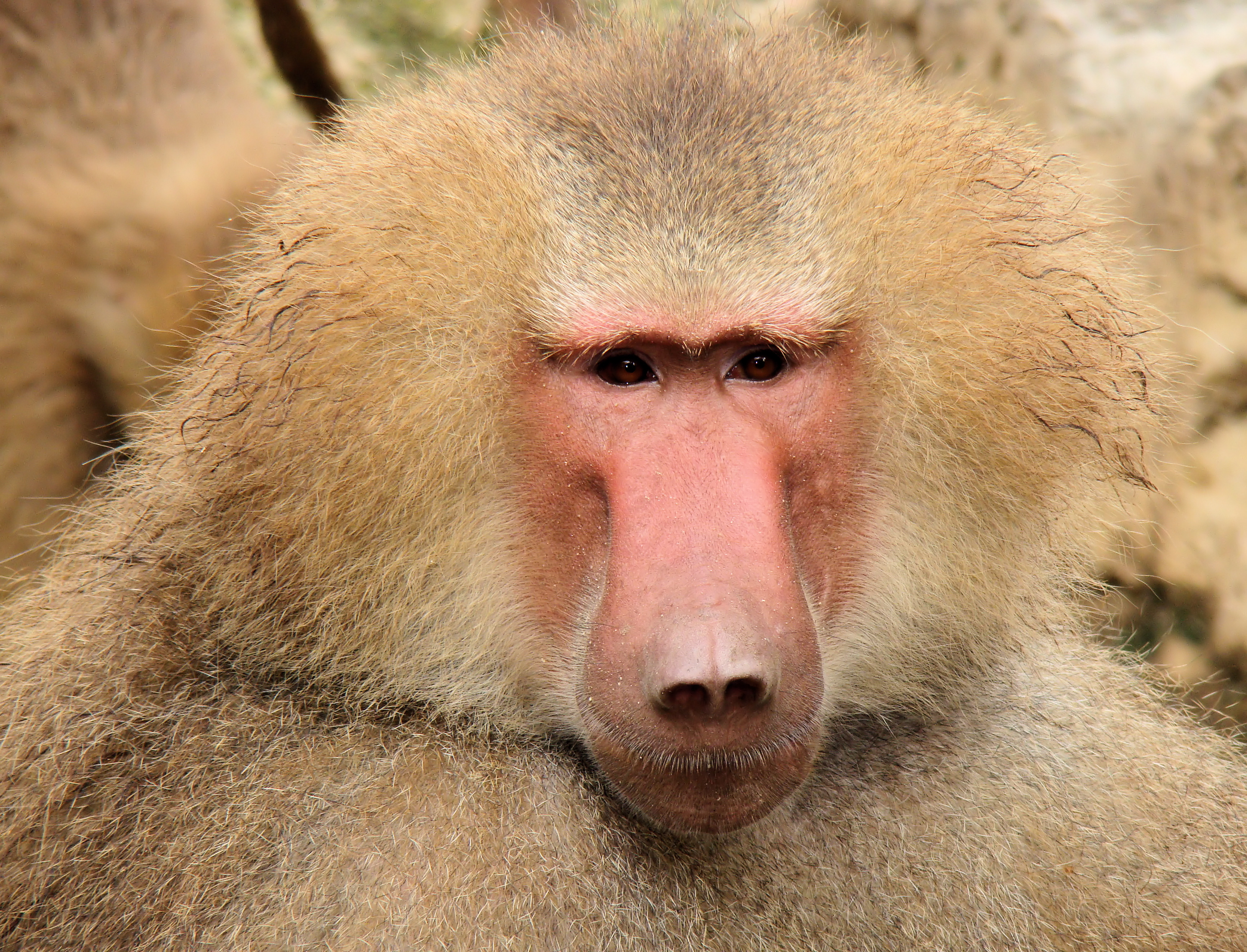 File:Portrait Of A Baboon.jpg - Wikimedia Commons