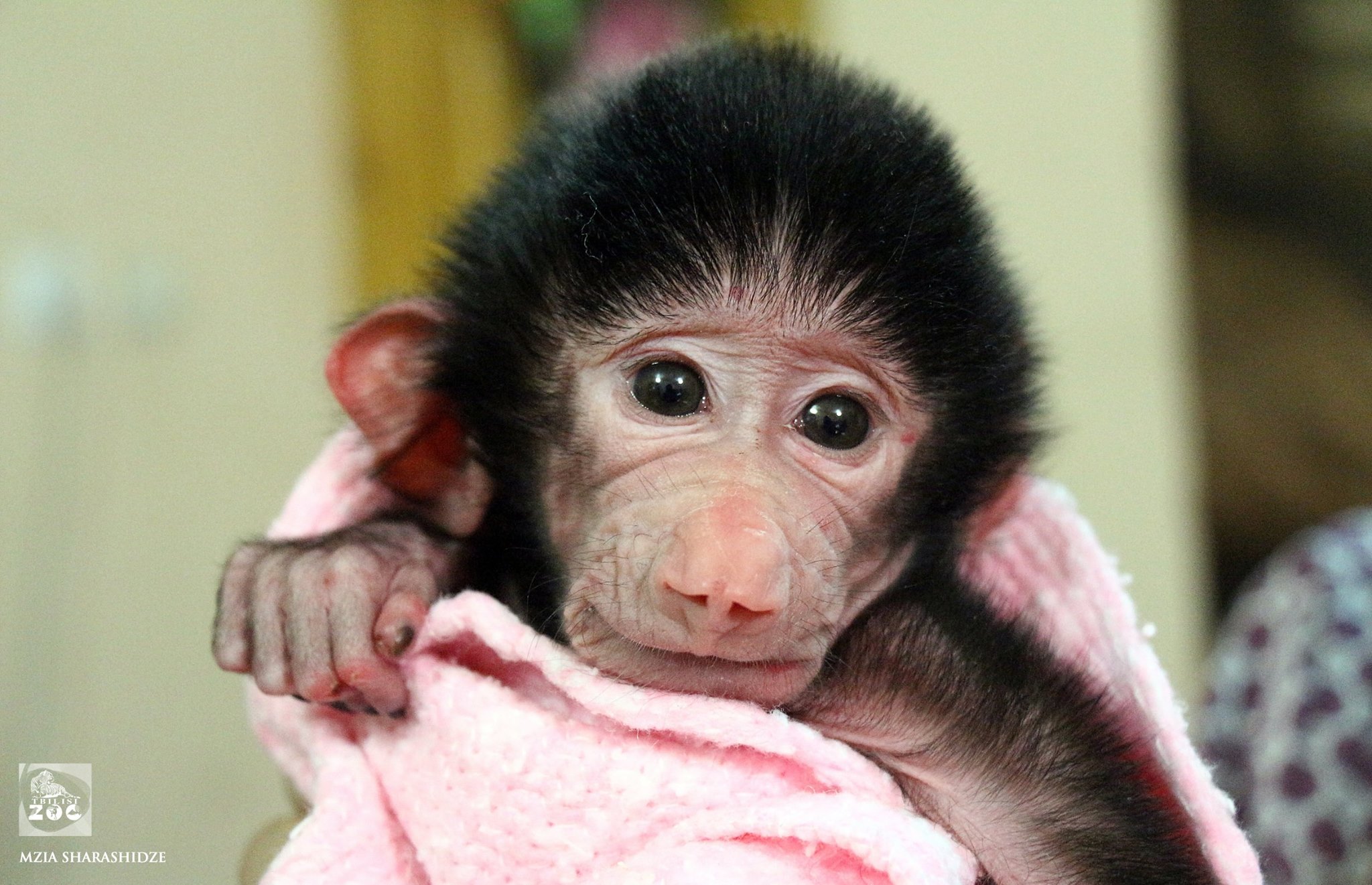 Agenda.ge - Baby baboon unveiled at Tbilisi Zoo