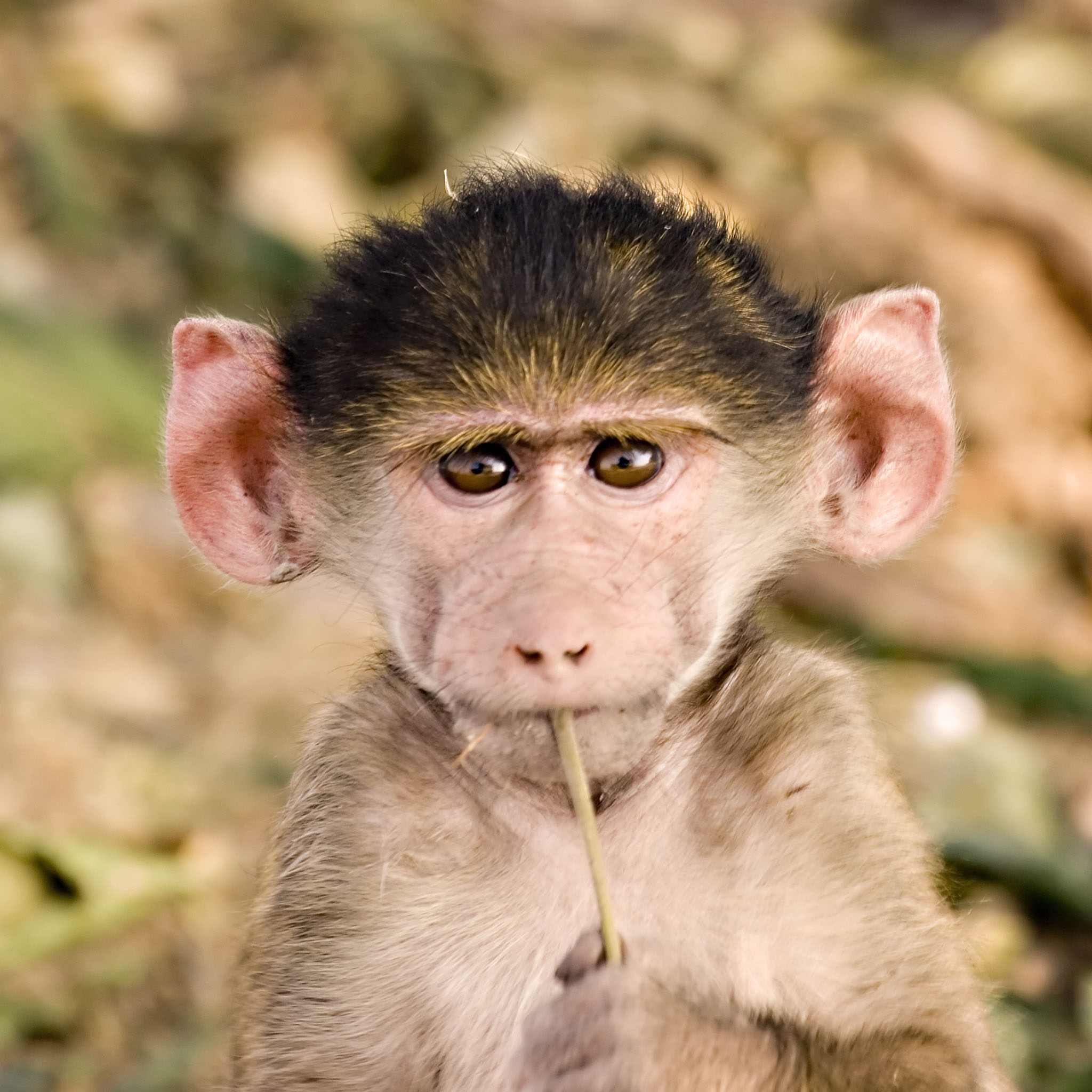 funny pics of baboons - Google Search | The best is yet to come ...