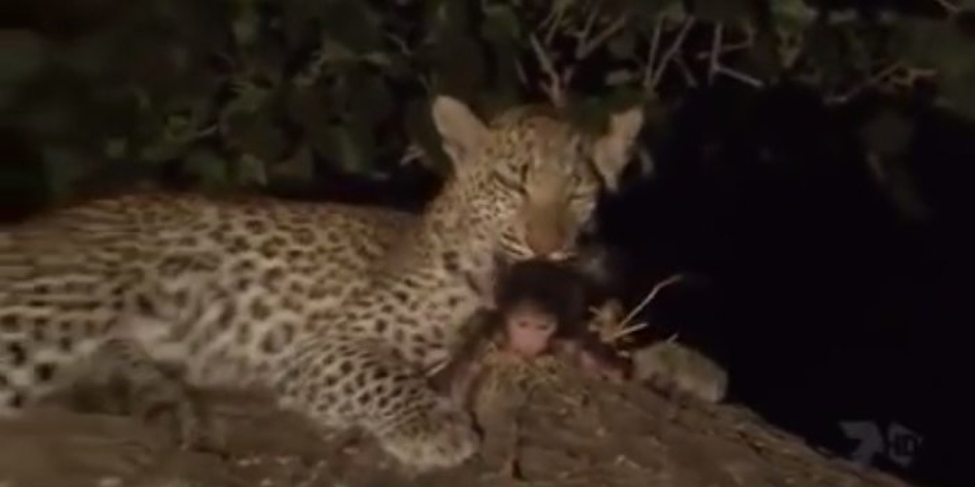 Leopard Cub Adopts Her Prey's Baby, Shows What We Can Learn From The ...