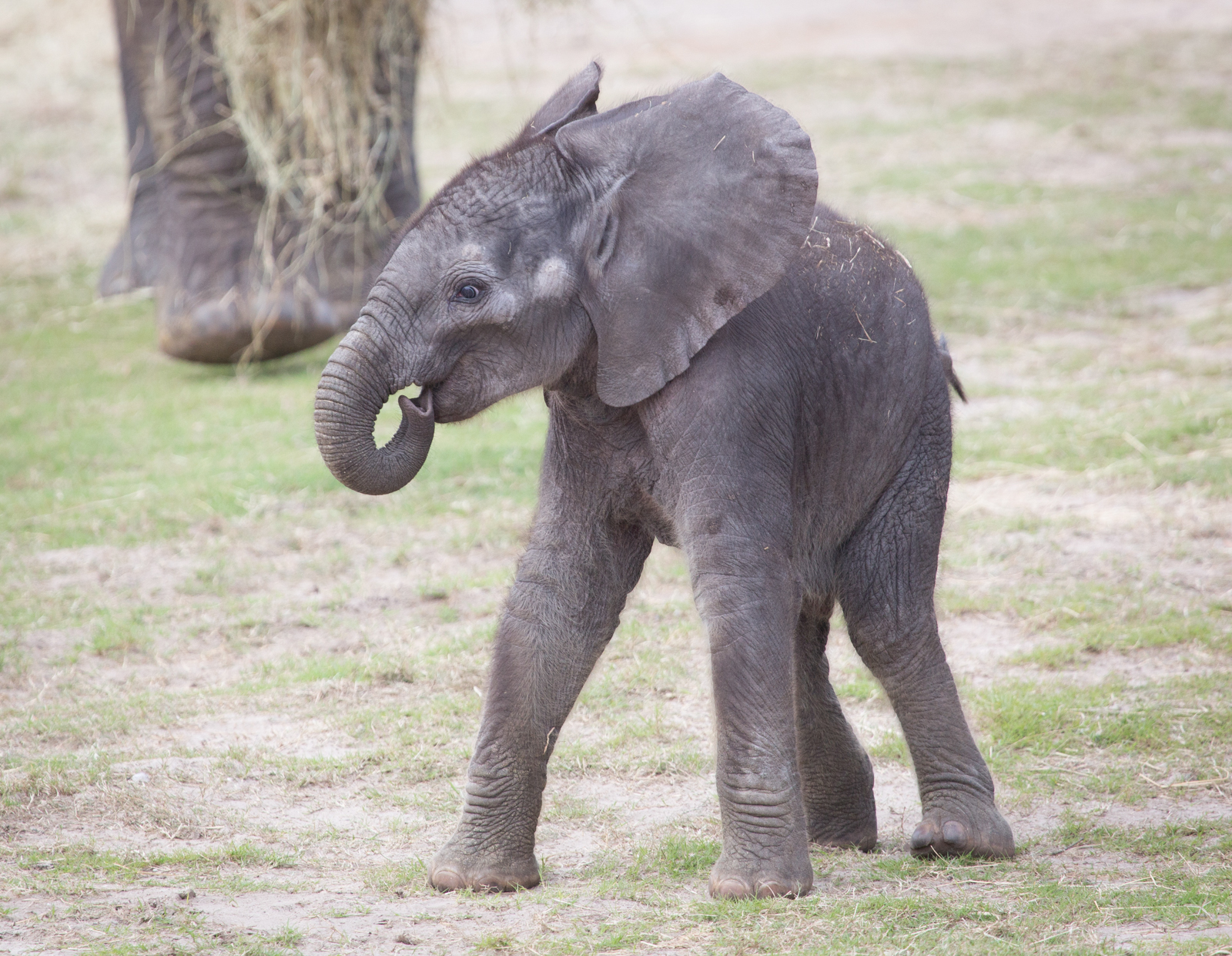 Free photo: Baby African Elephant - Africa, African, Animals - Free