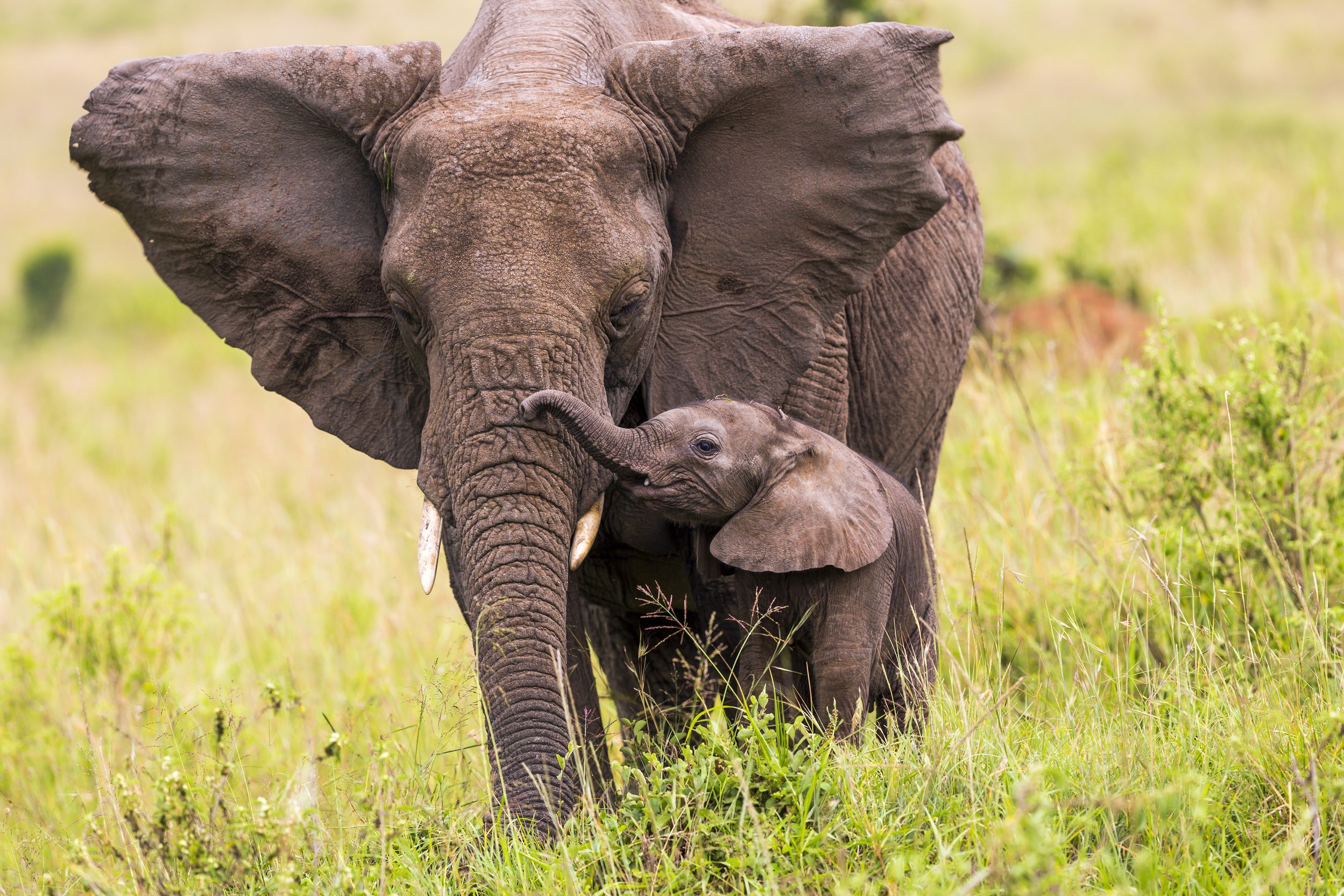 Baby African Elephant Funny Animals (13280) | animals | Pinterest ...