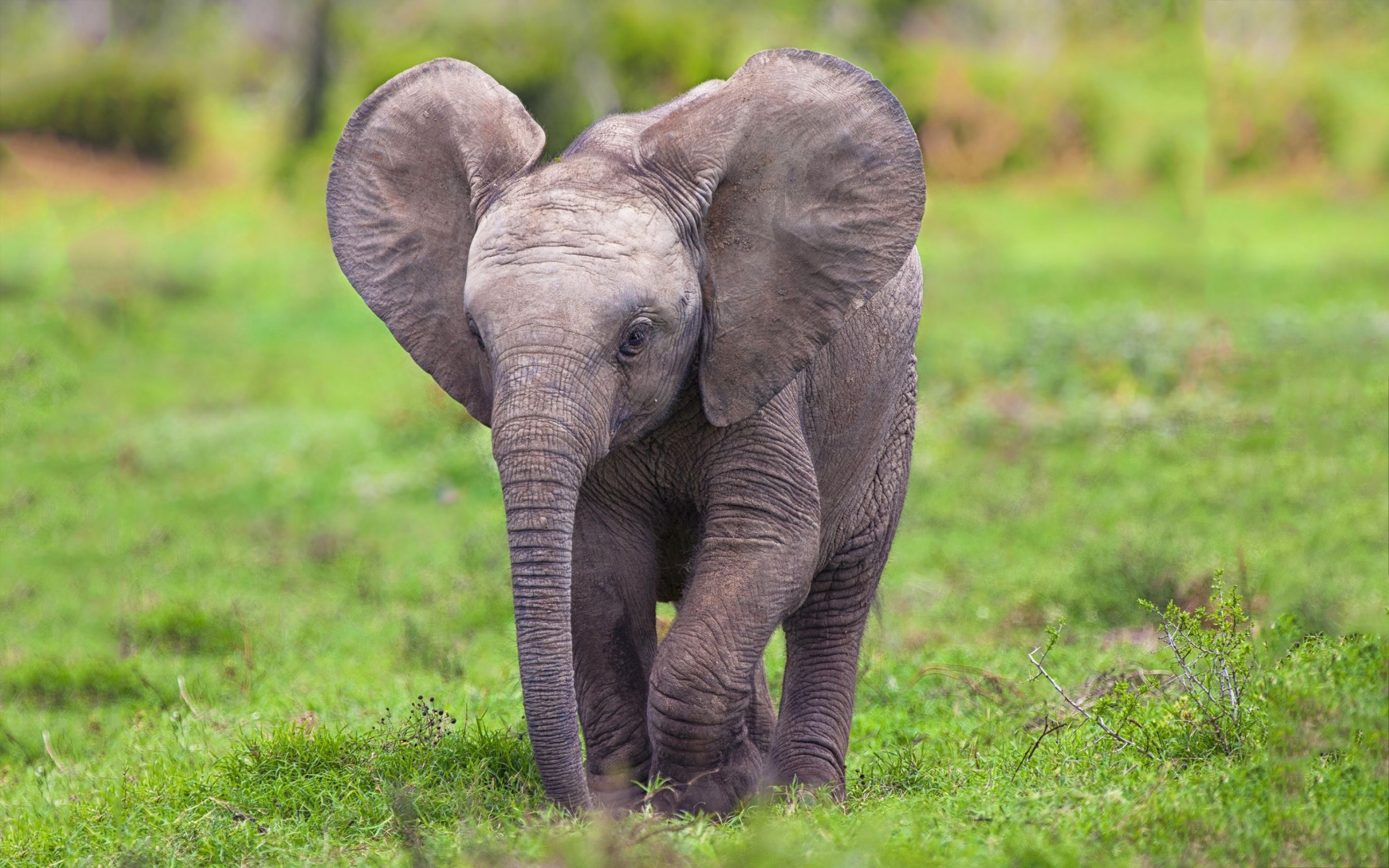 Free photo: Baby African Elephant - Africa, African ... - photo#13