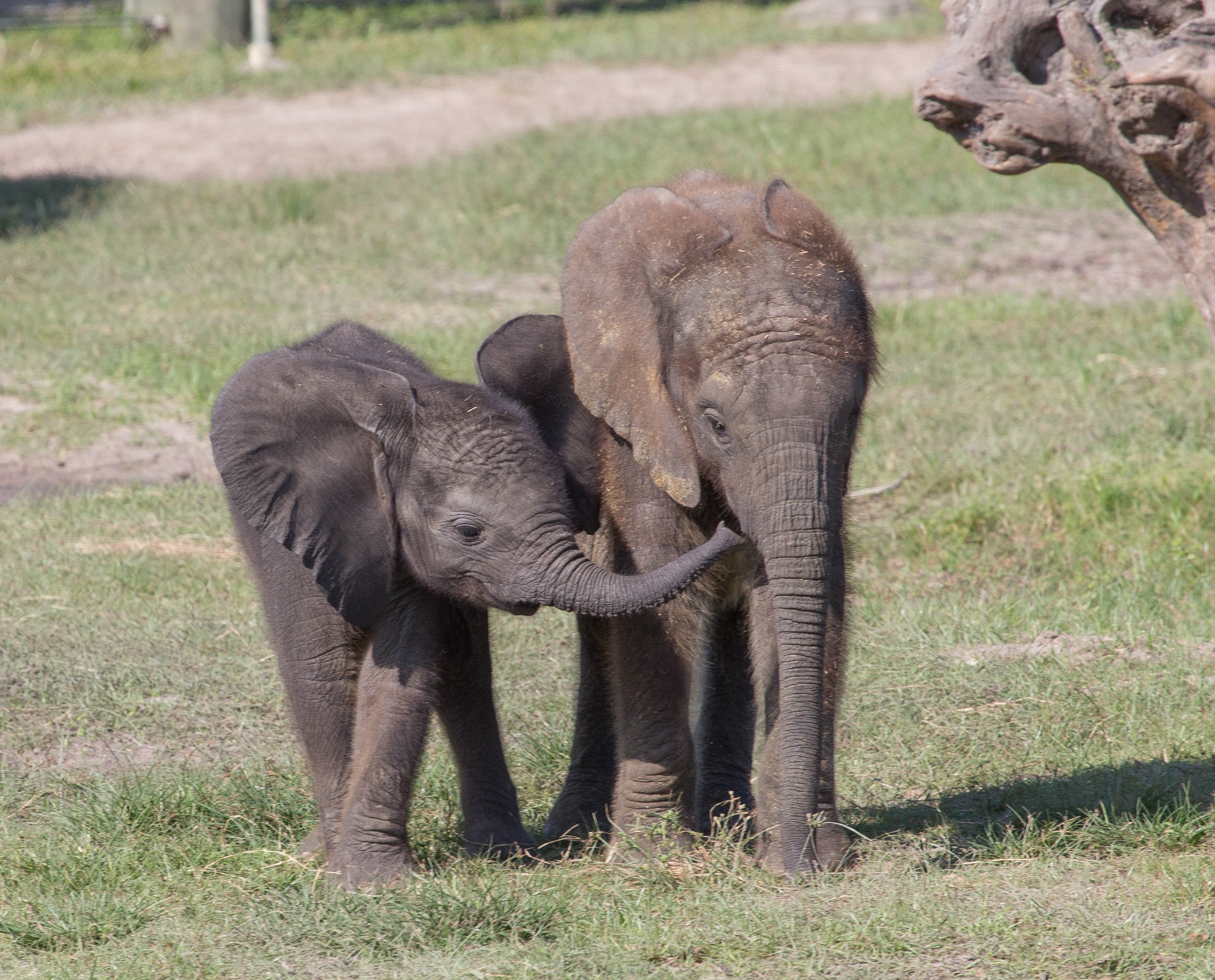 Baby African Elephant | Matthew Paulson Photography